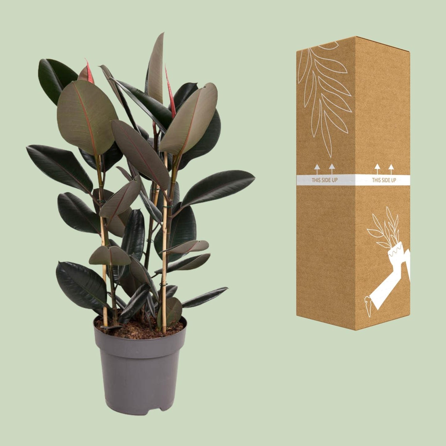 Ficus Elastica Abidjan - Ø27cm - ↕90cm