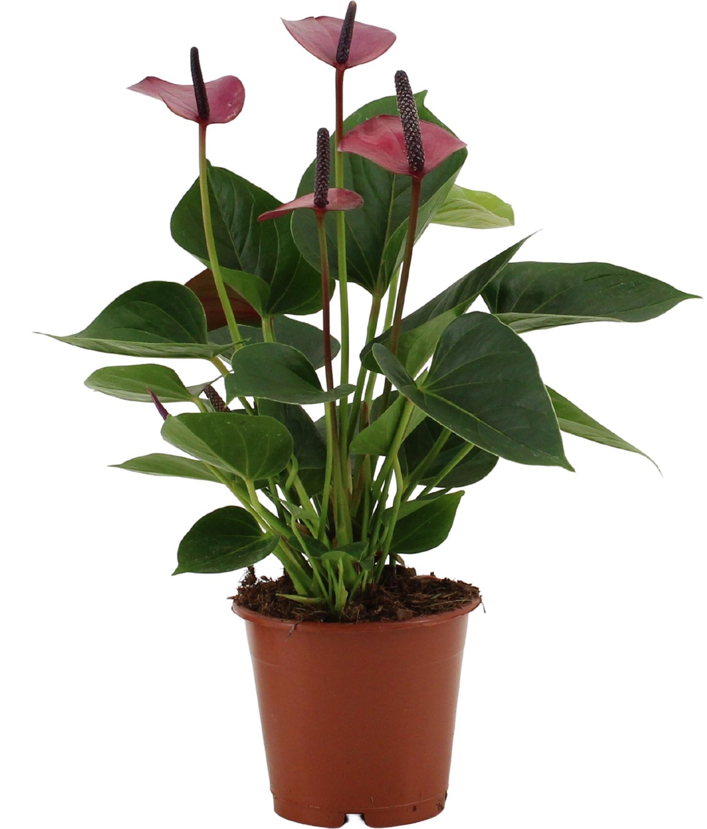 Anthurium Baby Purple In Transparant Sleeve - Ø12cm - ↕36cm