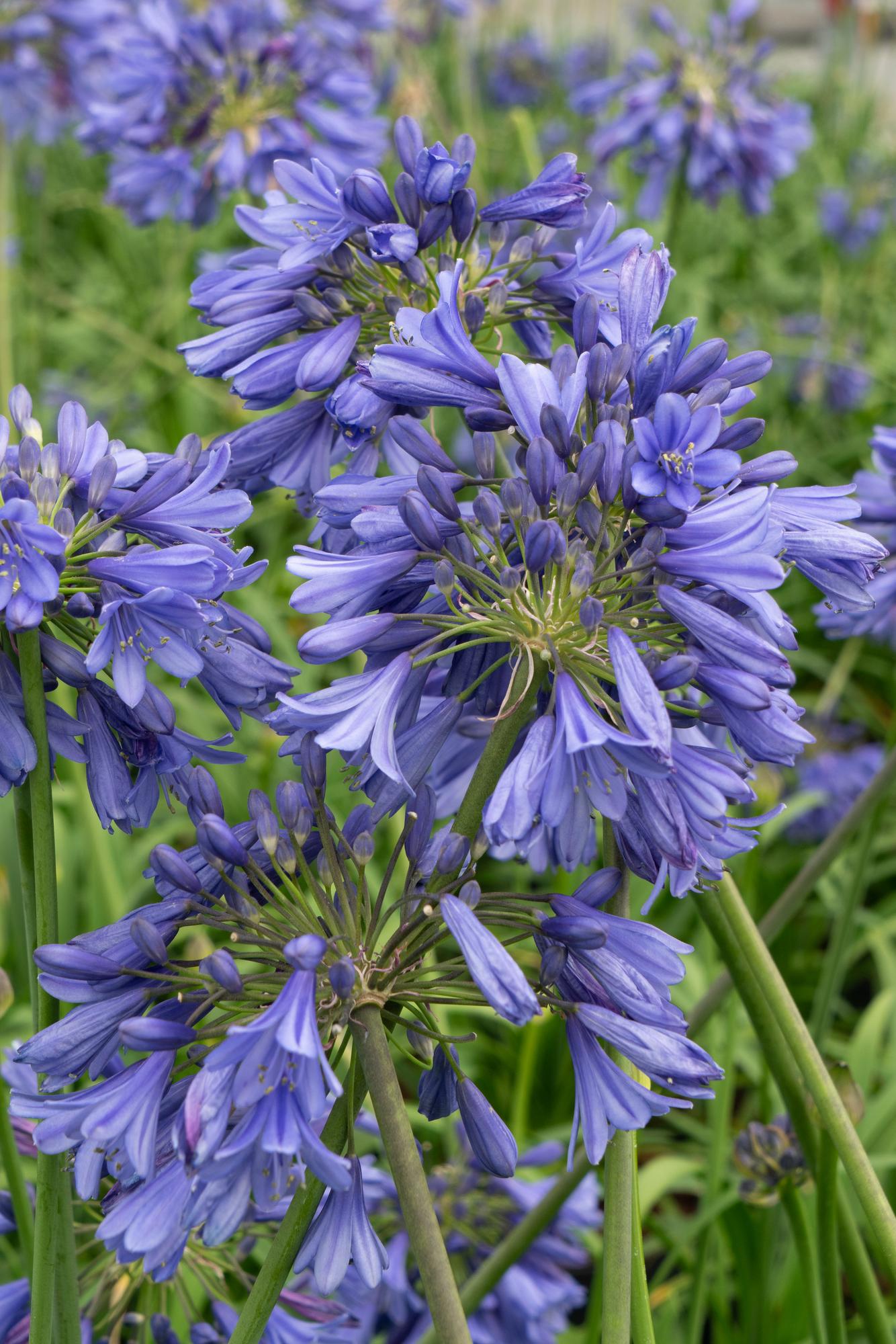Agapanthus 'Ever Sapphire' - Ø19cm - ↕30cm