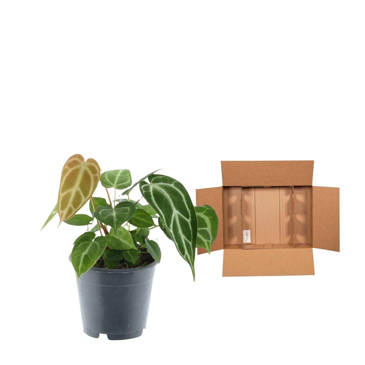 Kristall-Anthurie (Anthurium crystallinum) – Exotische Zimmerpflanze 35 cm