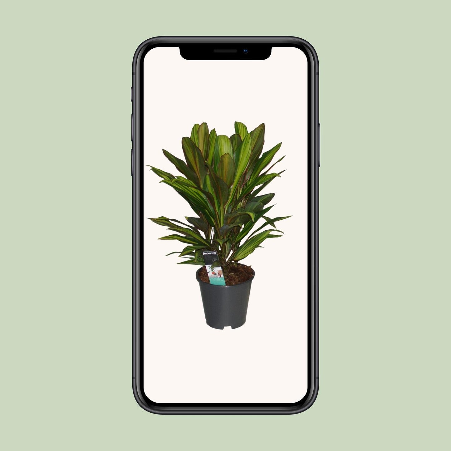 Cordyline Kiwi - Ø19cm - ↕55cm