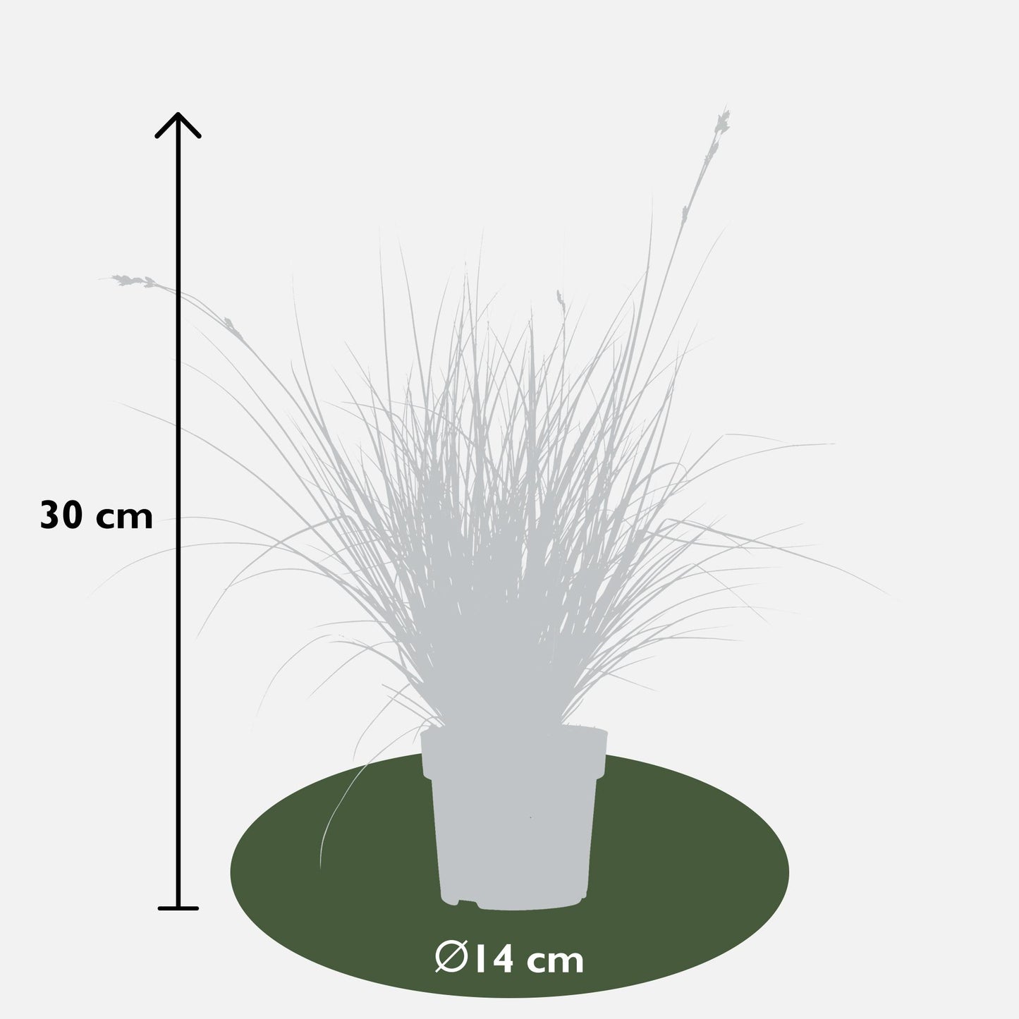 3x - Carex brunnea 'Variegata' - ↨30cm - Ø14