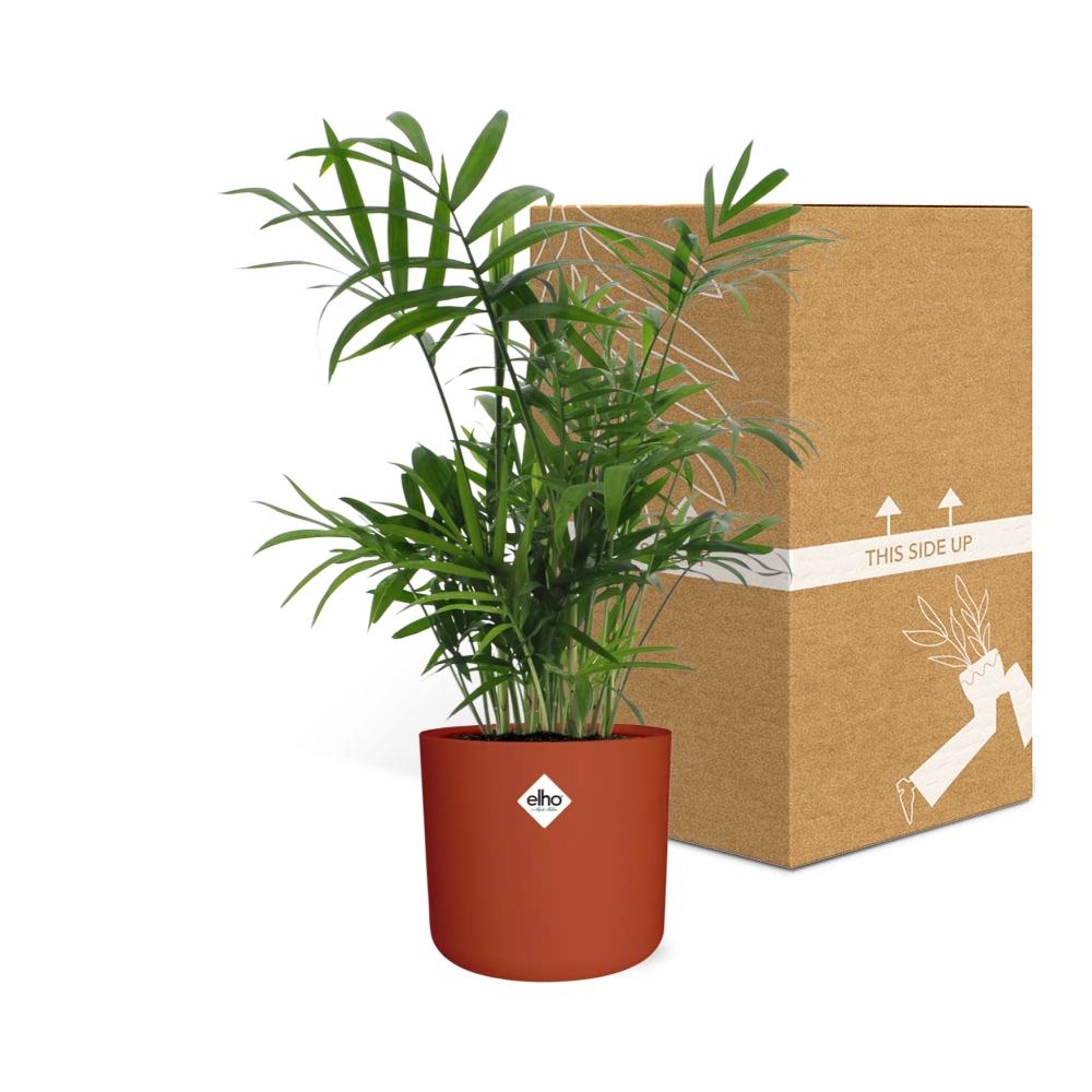 Chamaedorea in ELHO b.for soft rond 14cm brique