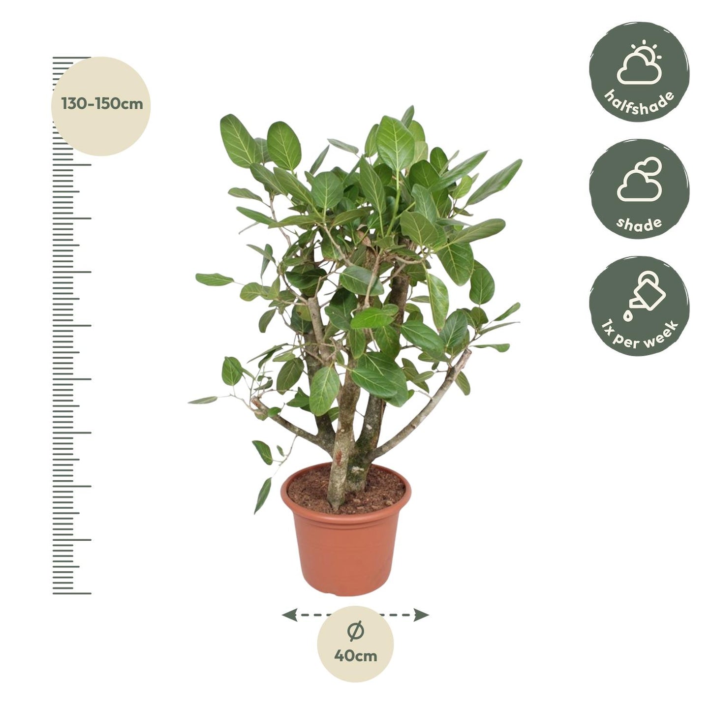 Bengalische Feige 140 cm – Tropische Zimmerpflanze