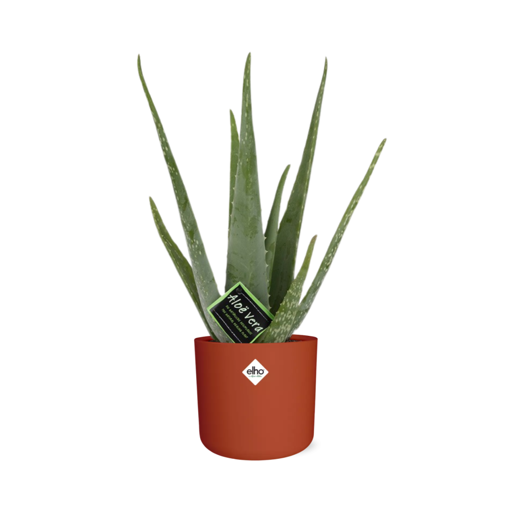 Aloe Vera 12cm in ELHO b.for soft rond 14cm brique