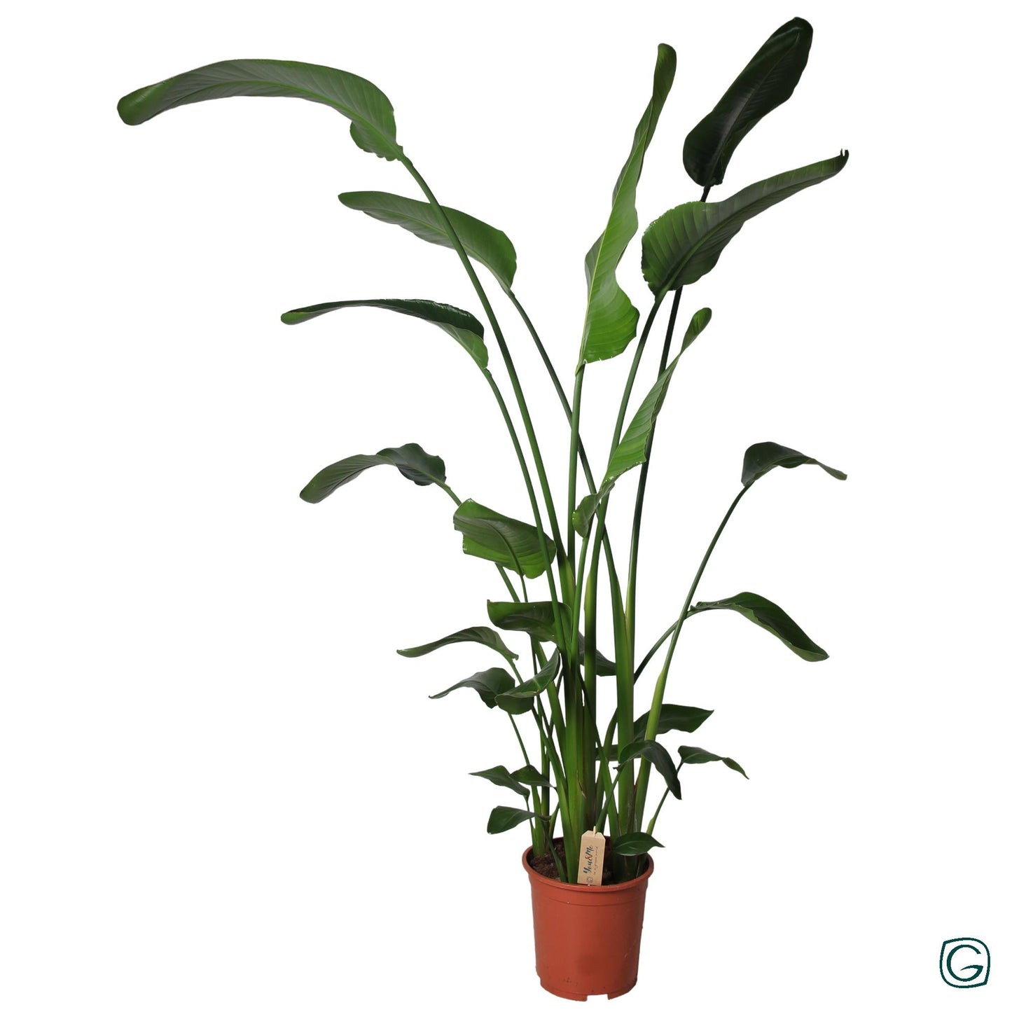 Strelitzia P27 160cm+ - Ø27cm - ↕160cm