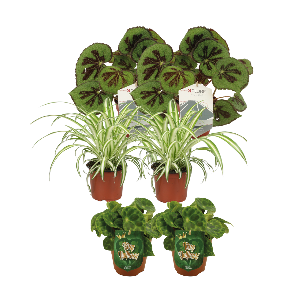 Begonia + Chlorophytum mix - 6 stuks - Ø12cm - ↕20-30cm