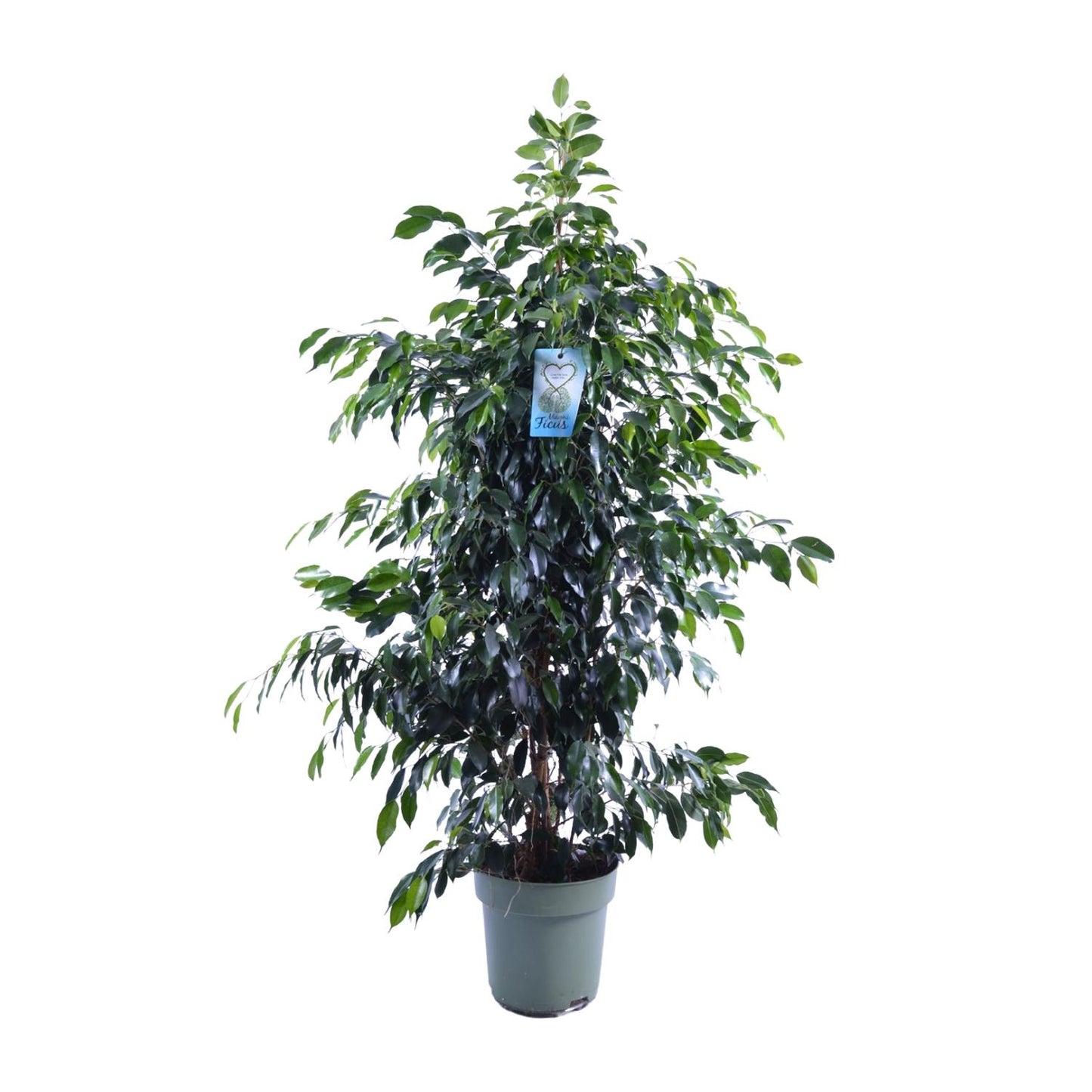 Ficus Benjamina Danielle - Ø27cm - ↕140cm