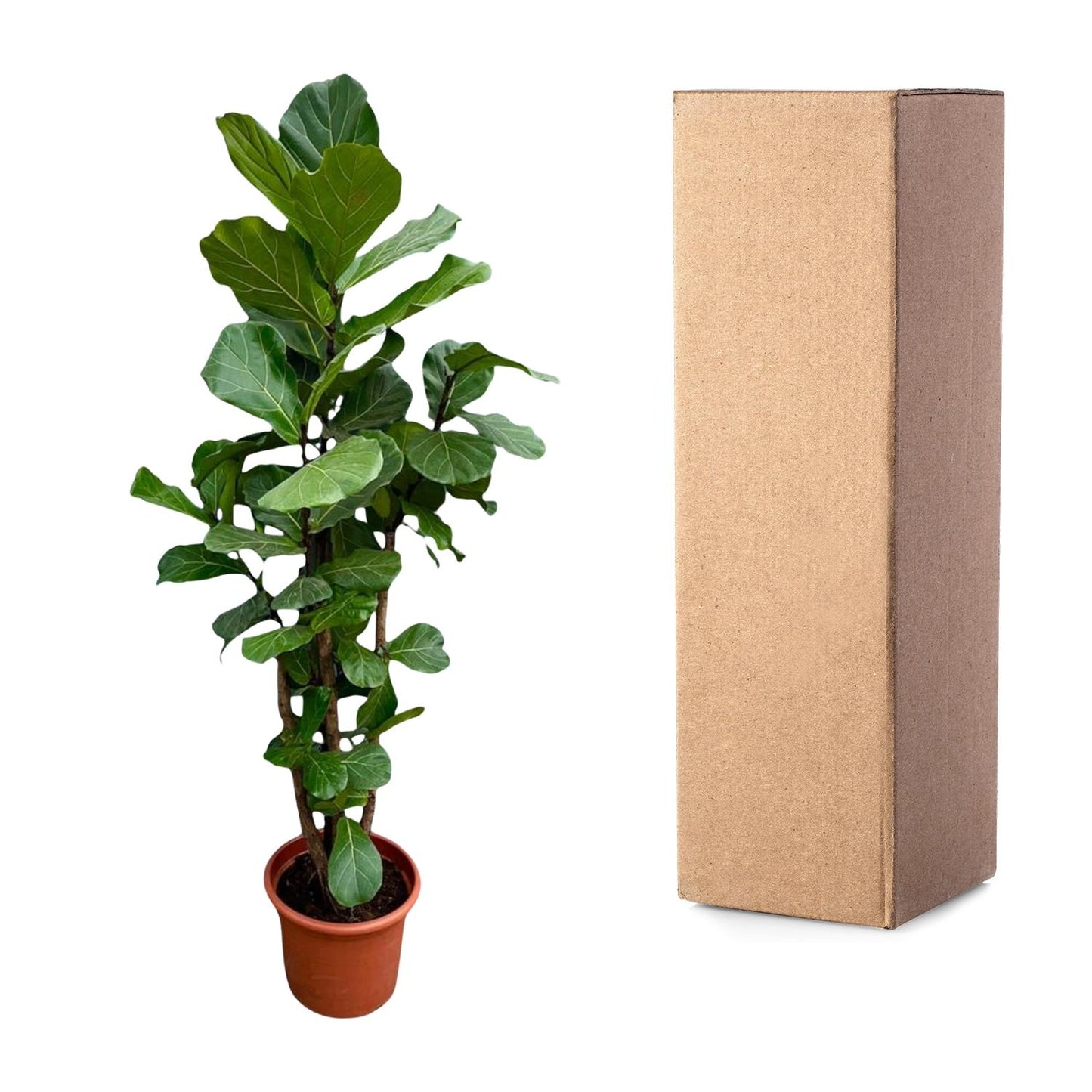 XXL Geigenfeige 220 cm – Elegante Zimmerpflanze Ficus lyrata