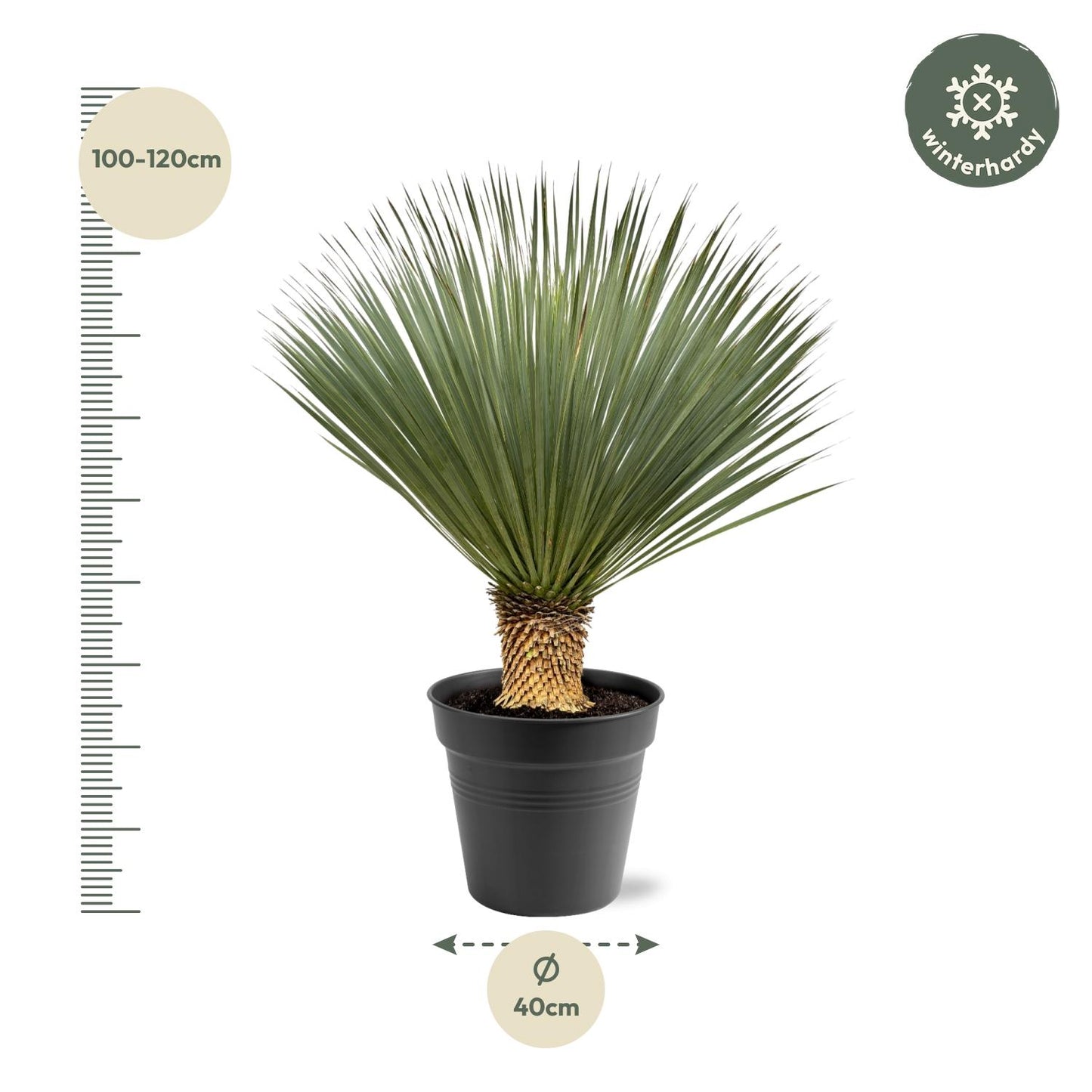 Blaue Palmlilie (Yucca Rostrata) 120 cm – Solitärpflanze