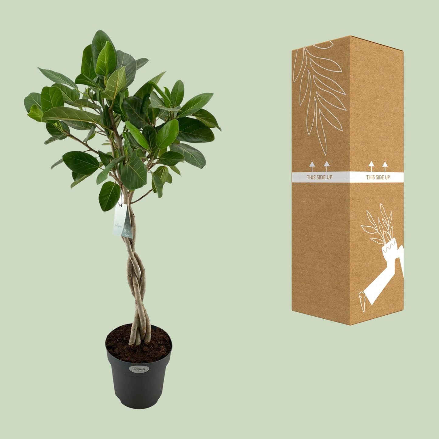 Ficus Benghalensis Audrey - Ø27cm - ↕110cm