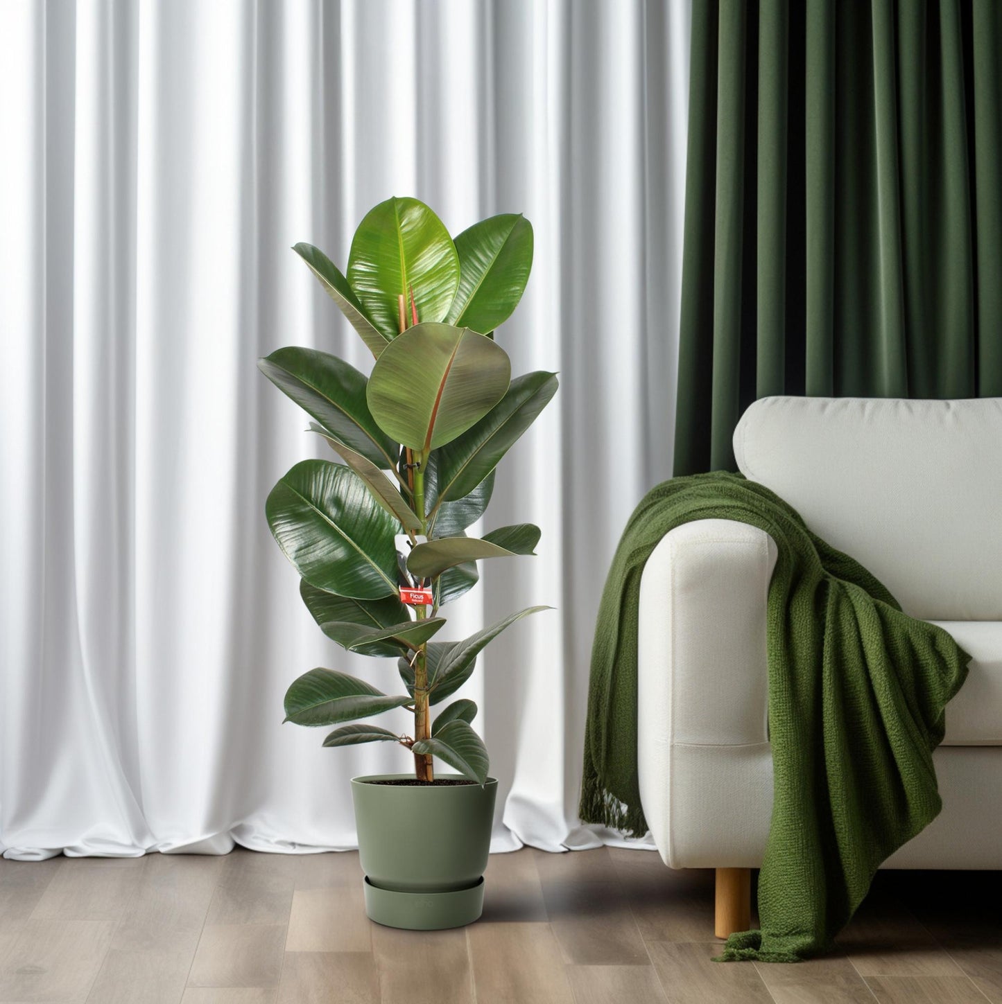 Ficus Elastica Robusta 21 Cm - Ø21cm - ↕95cm