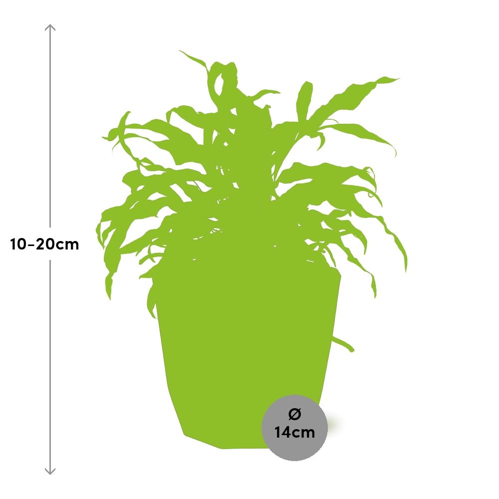 Microsorum Diversifolium in 14cm b.for rock living black