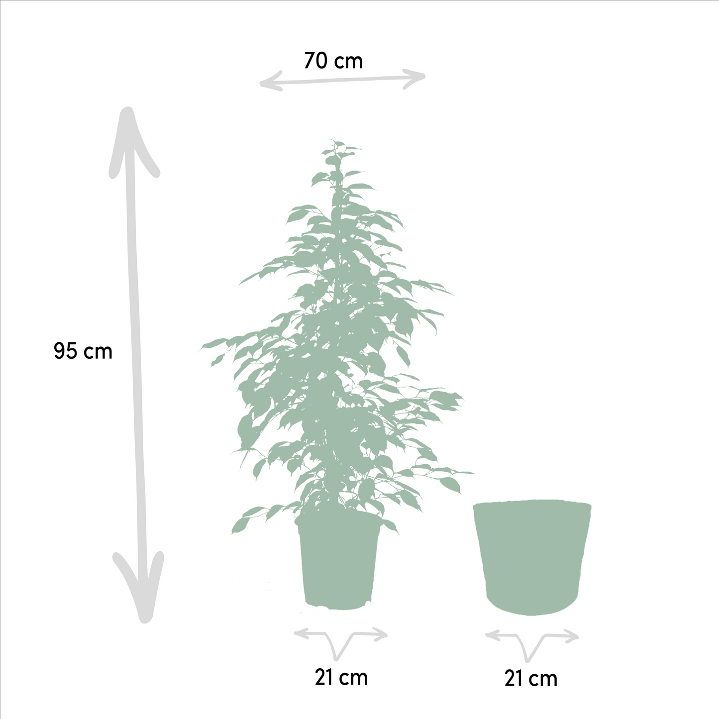 Ficus benjamina Goldenking - Ø21cm - ↕95cm + Korb Igmar