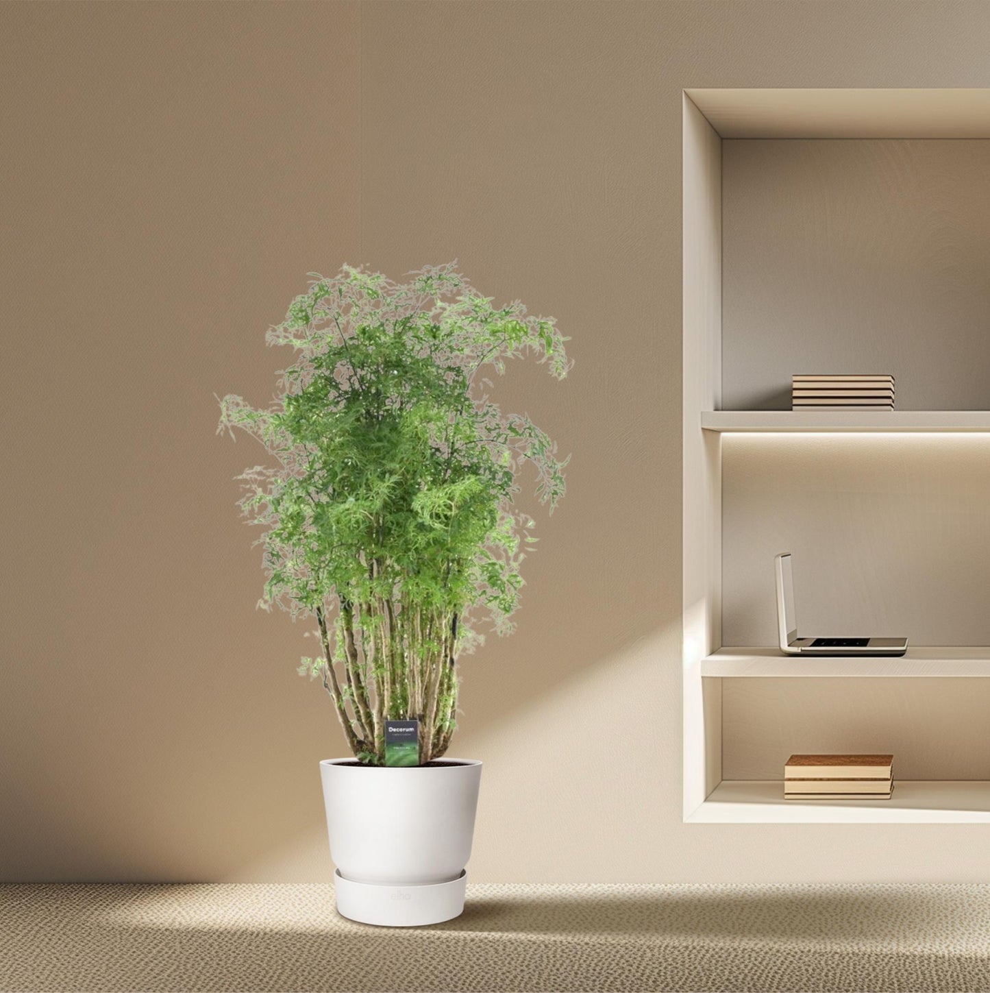 Ming Aralie Zimmerpflanze – 90 cm tropische Eleganz