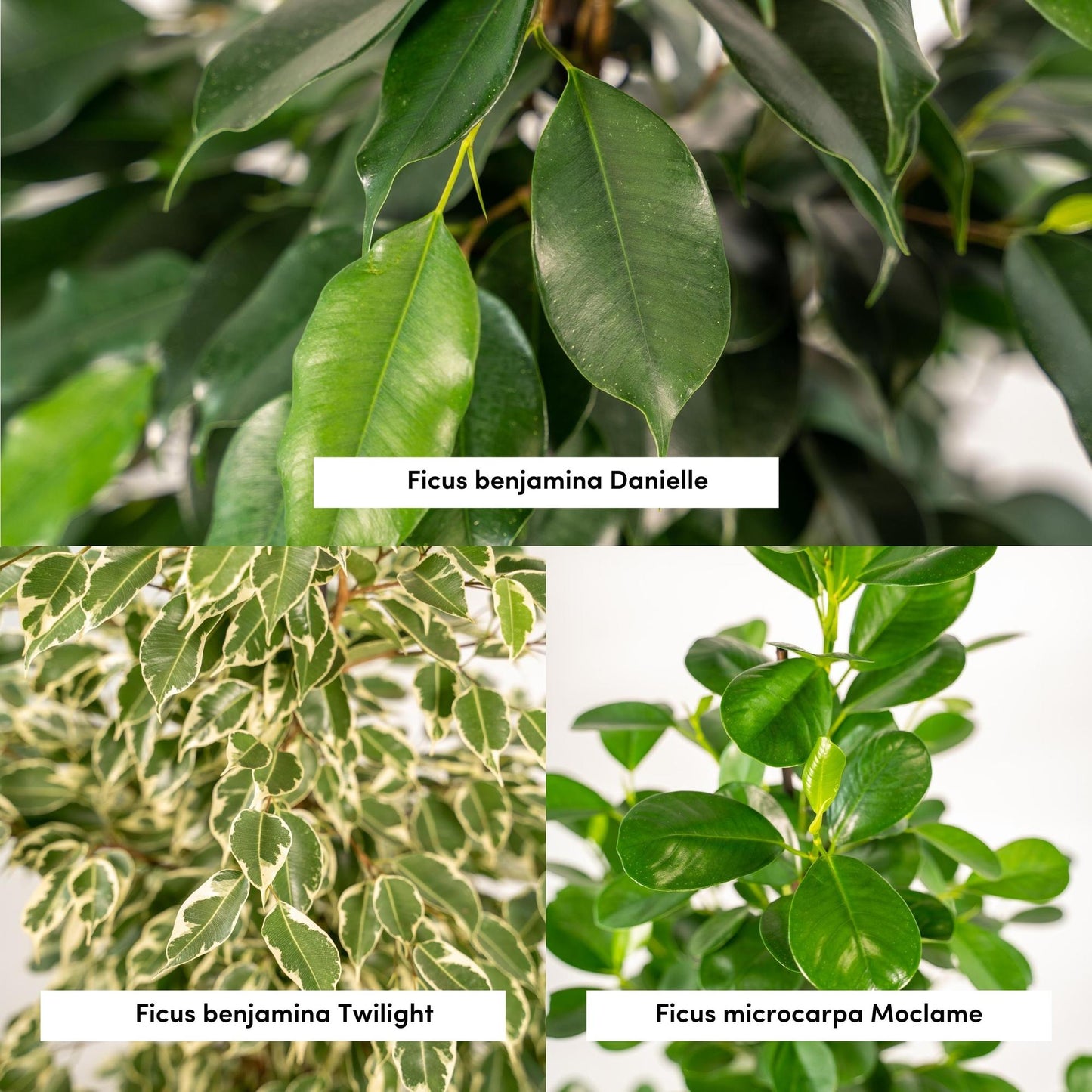Ficus Benjamina Danielle - Ø21cm - ↕95cm + Ficus Benjamina Twilight - Ø21cm - ↕95cm + Ficus Microcarpa Moclame - Ø21cm - ↕95cm + Korb Igmar
