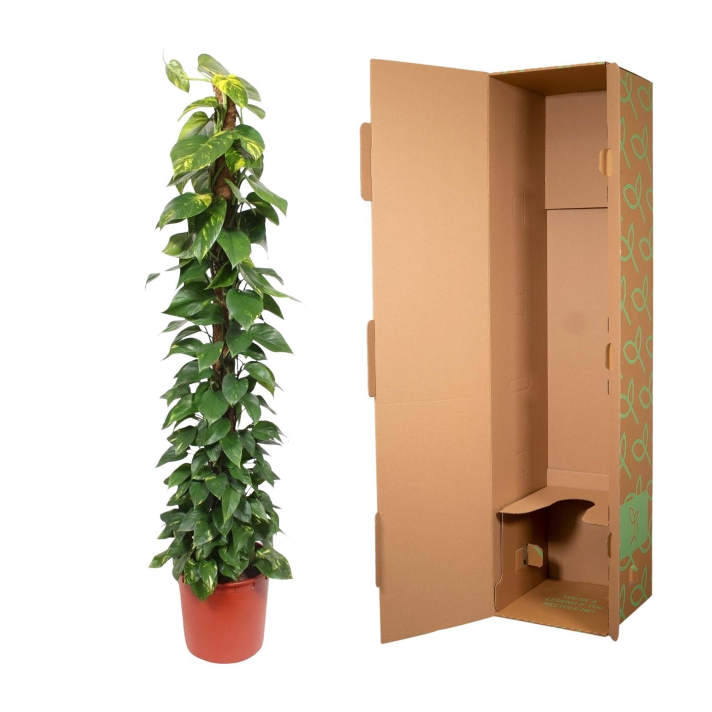 Efeutute 'Golden Pothos' – 180 cm am Moosstab