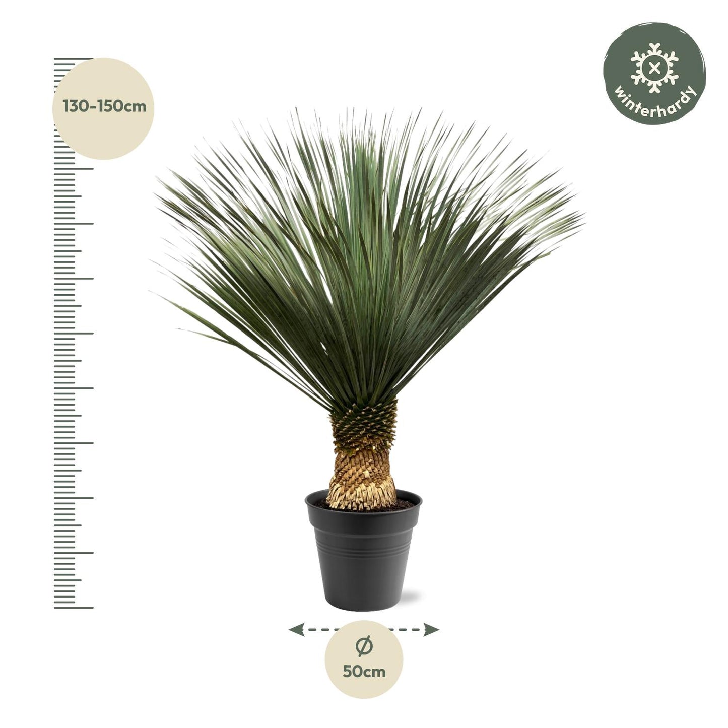 Blaue Palmlilie 130-150 cm – Yucca Rostrata – Exotische Kübelpflanze