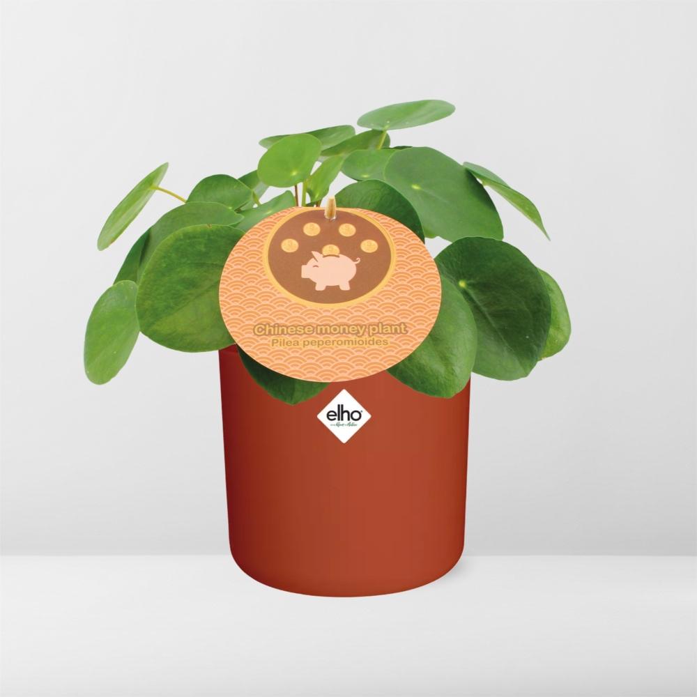 Pilea Peperomioides 12cm in ELHO b.for soft rond 14cm brique