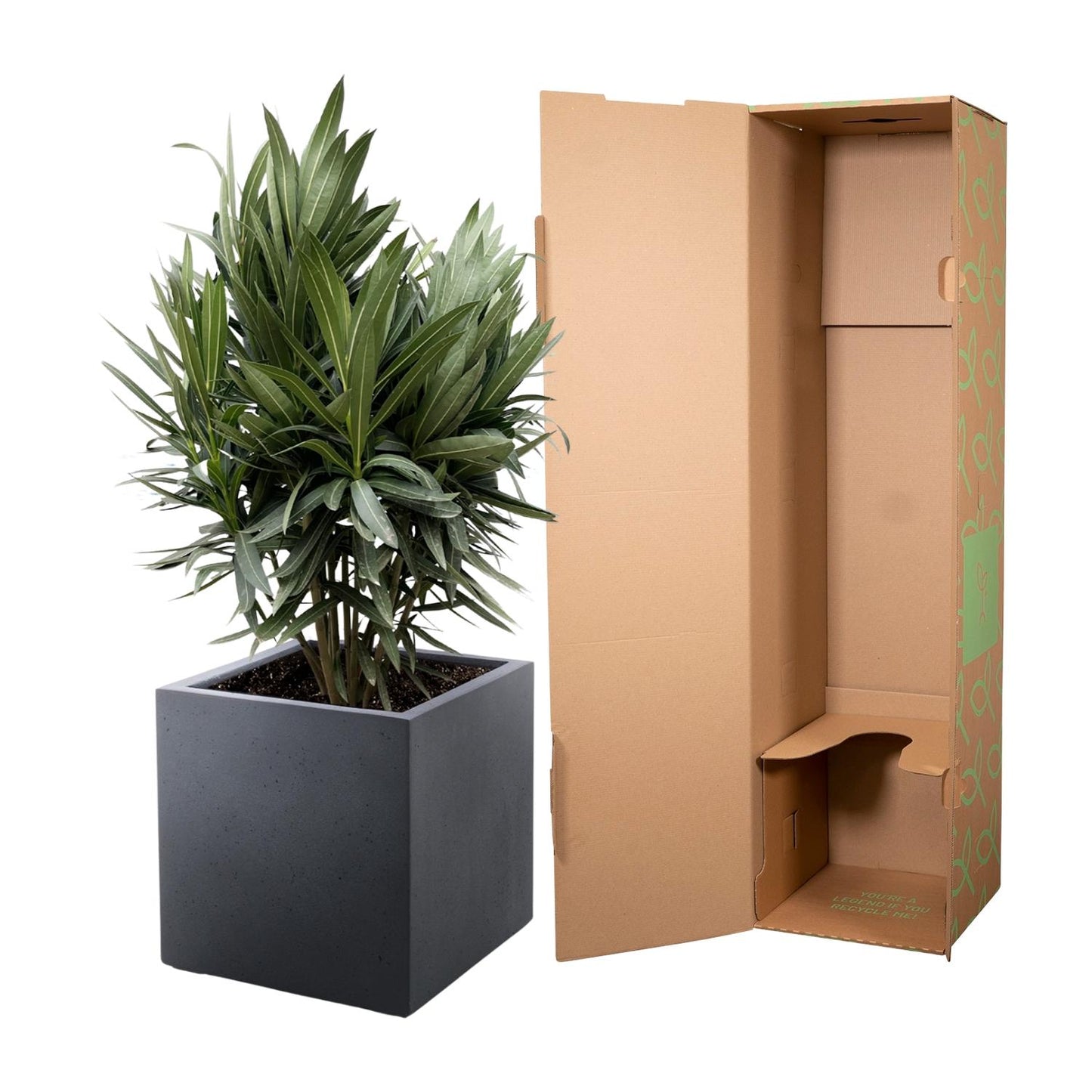 Oleander rot – Mediterrane Kübelpflanze 70 cm