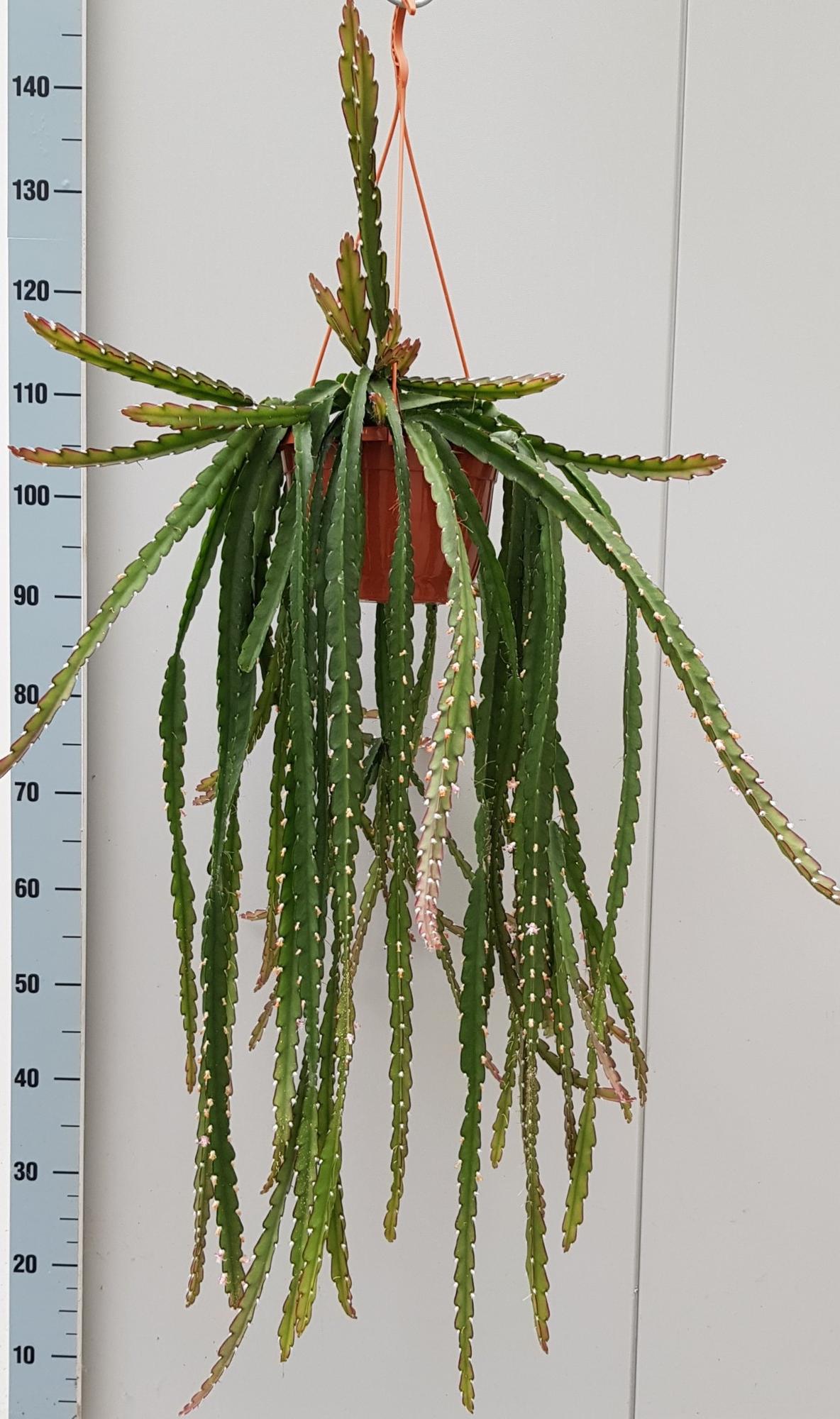 Lepismium Cruciforme Rojo - Ø20cm - ↕60cm