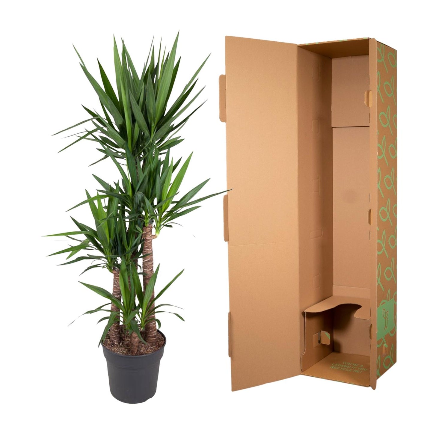 Yucca Palme 180 cm – Elefantenfuß im stilvollen Topf