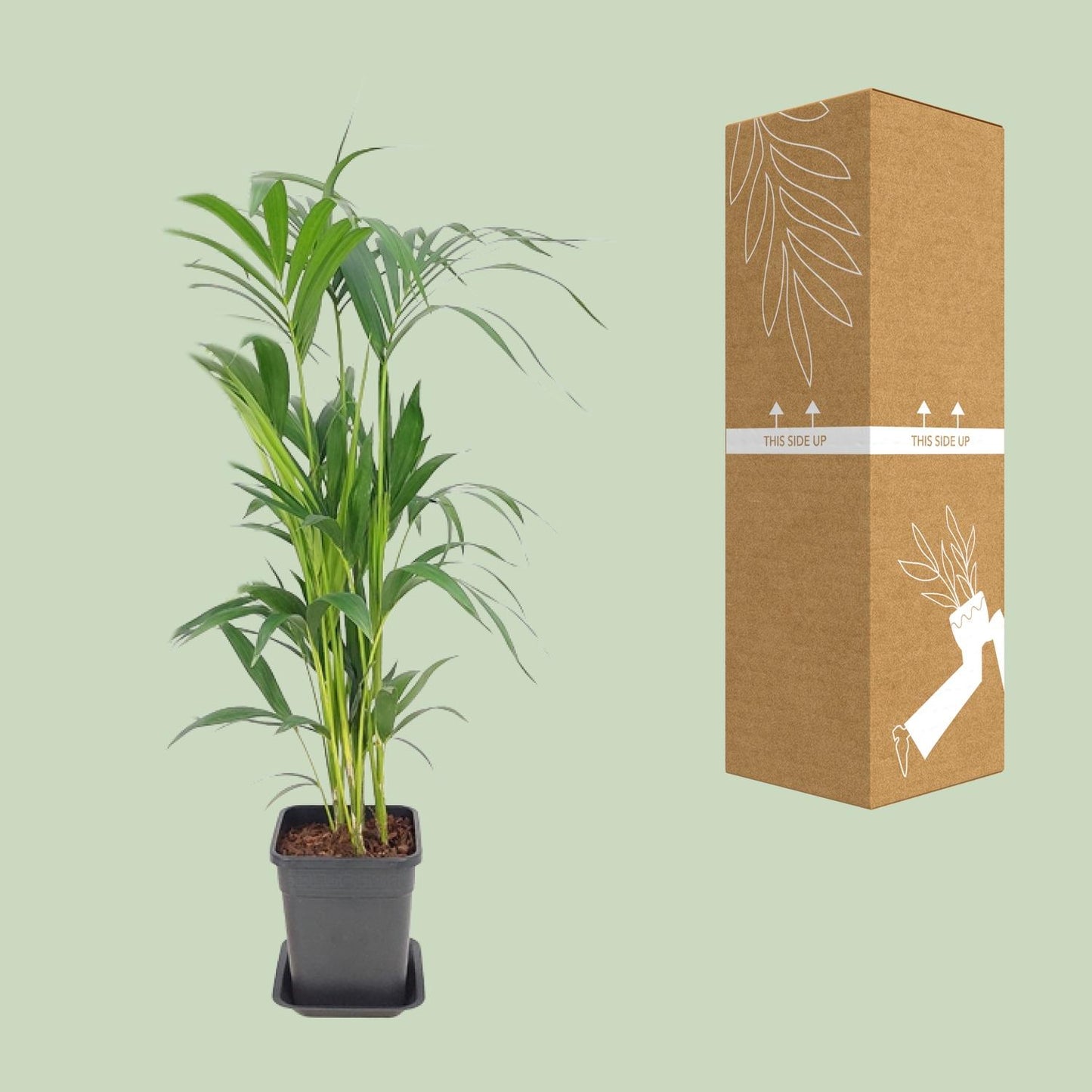 Howea Forsteriana - Ø21cm - ↕110cm