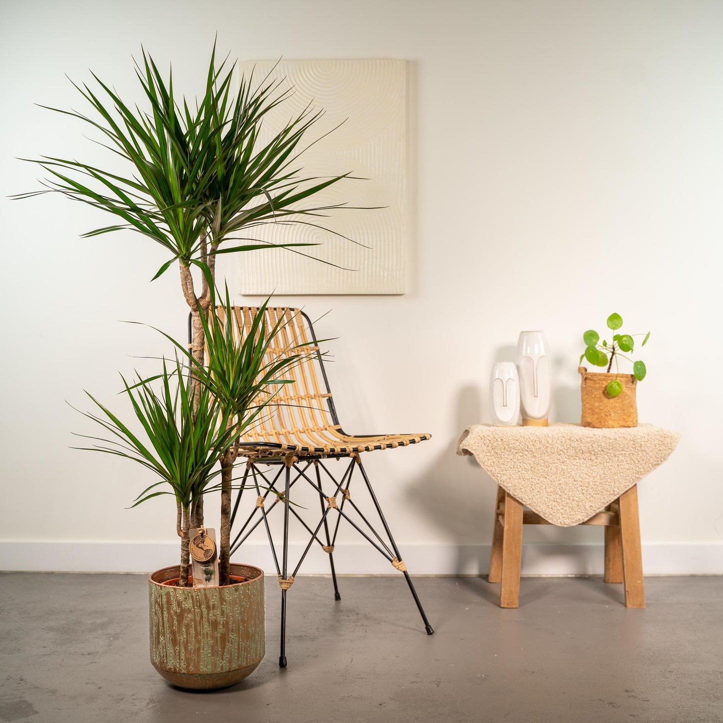 Drachenbaum 120 cm – Stilvolle & pflegeleichte Zimmerpflanze