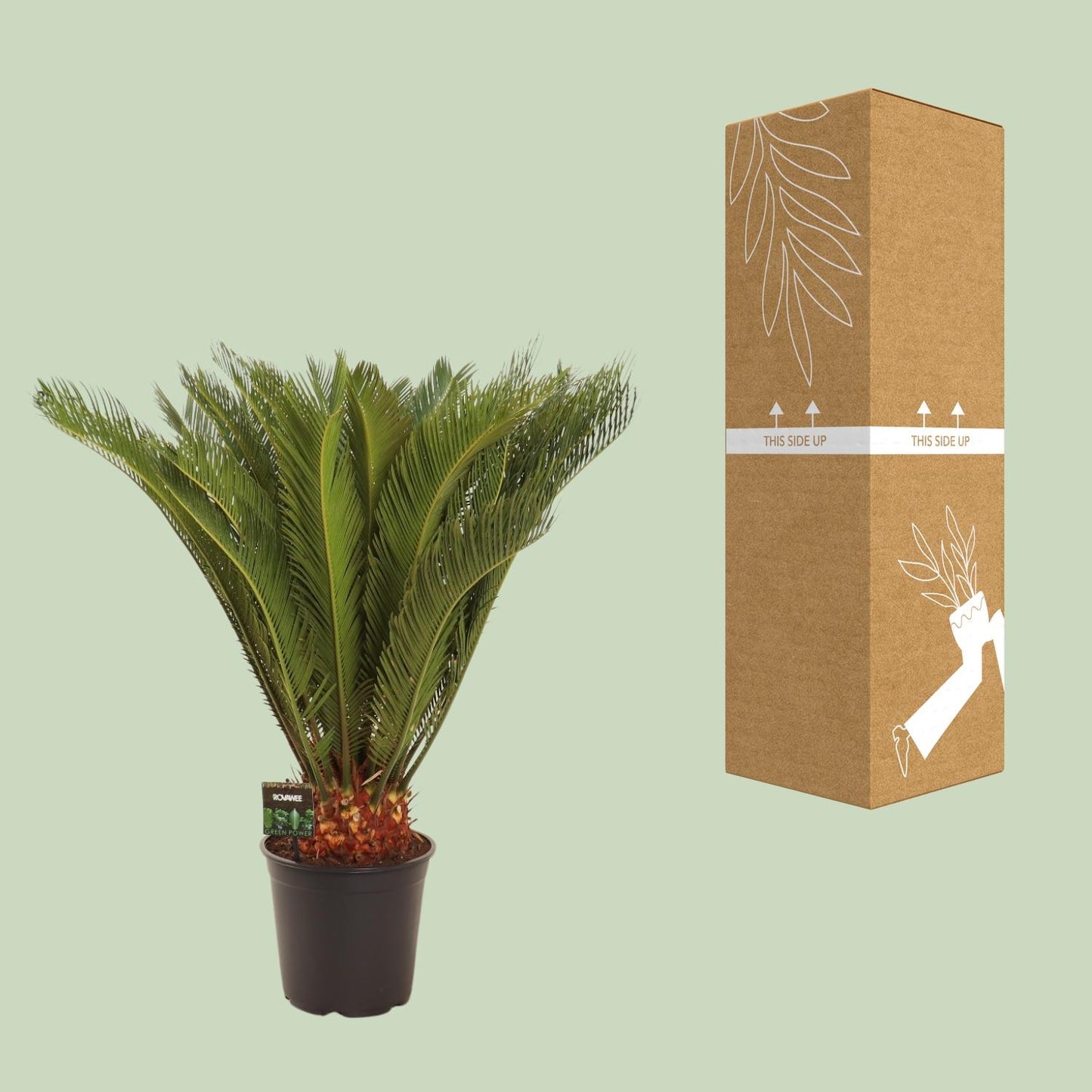 Cycas Revoluta - Ø24 ↕90