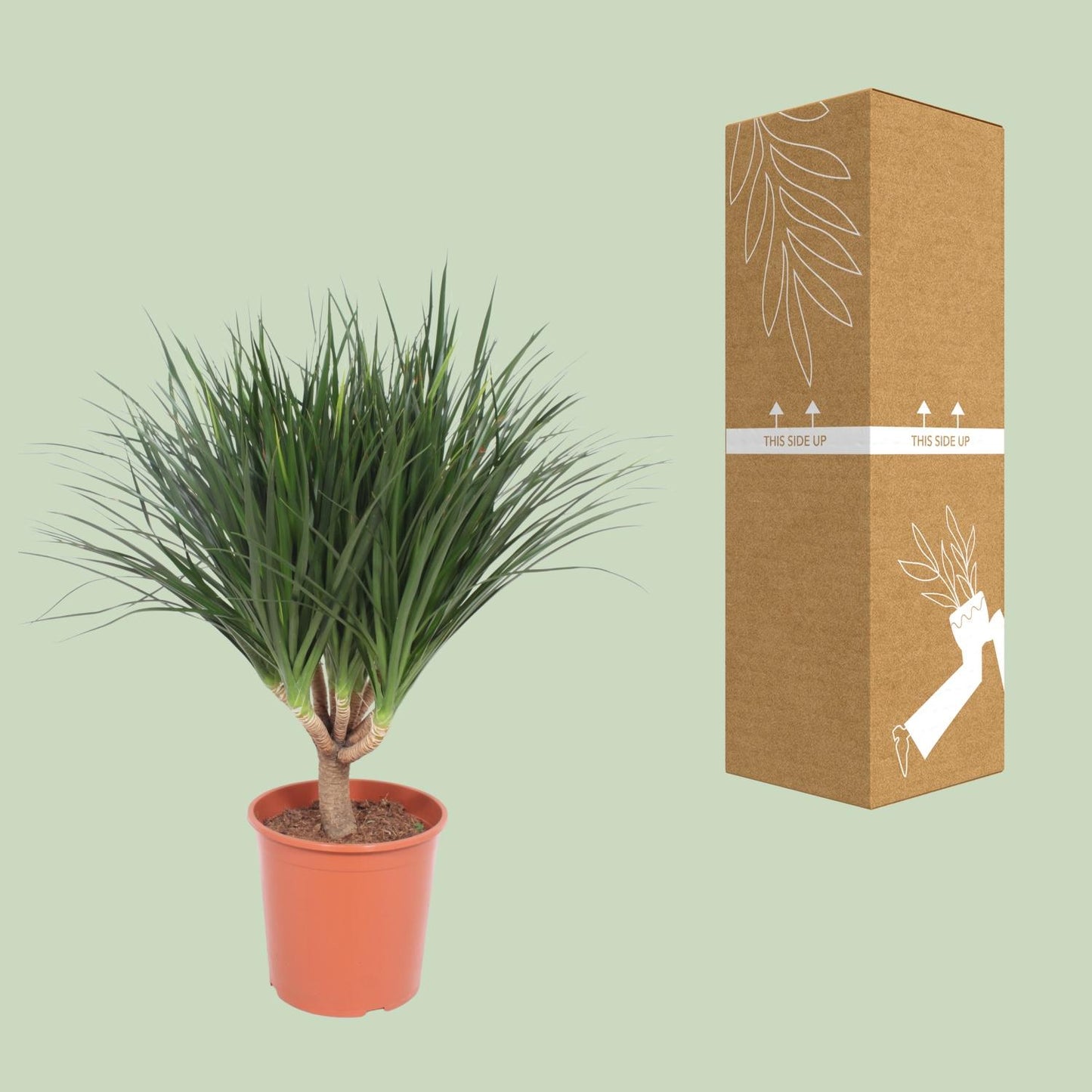 Dracaena Draco - Ø30cm - ↕110cm