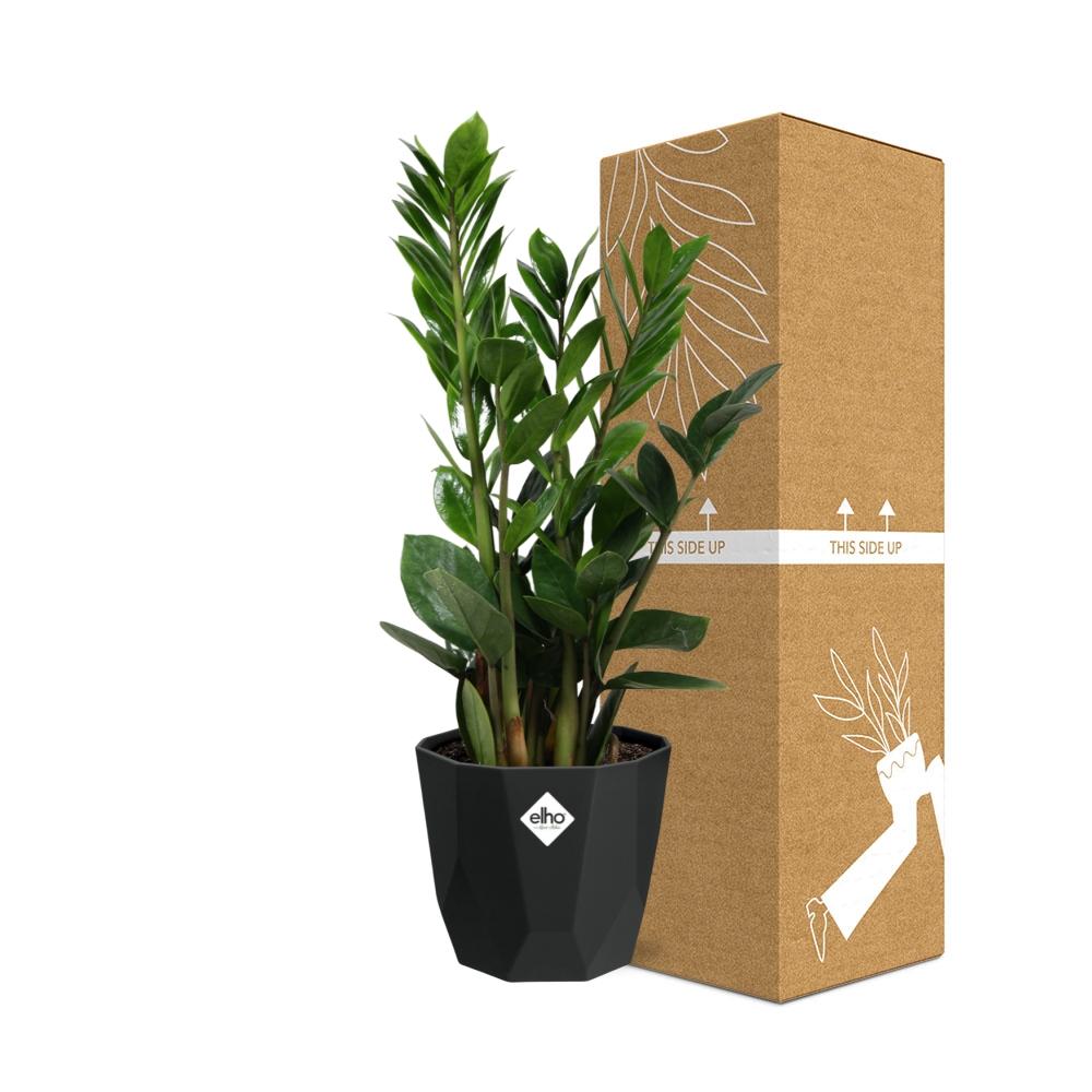 Zamioculcas – Hoogte 45-50 in 14cm b.for rock living black