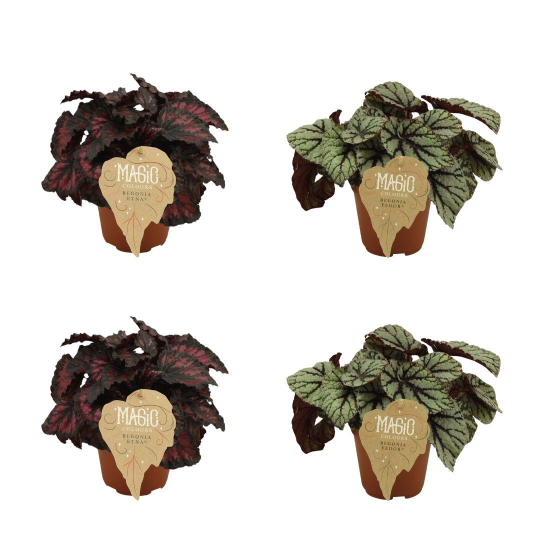 2x Begonia Rex Etna + 2x Begonia Rex Fedor - 4 stuks - Ø12cm - ↕25cm