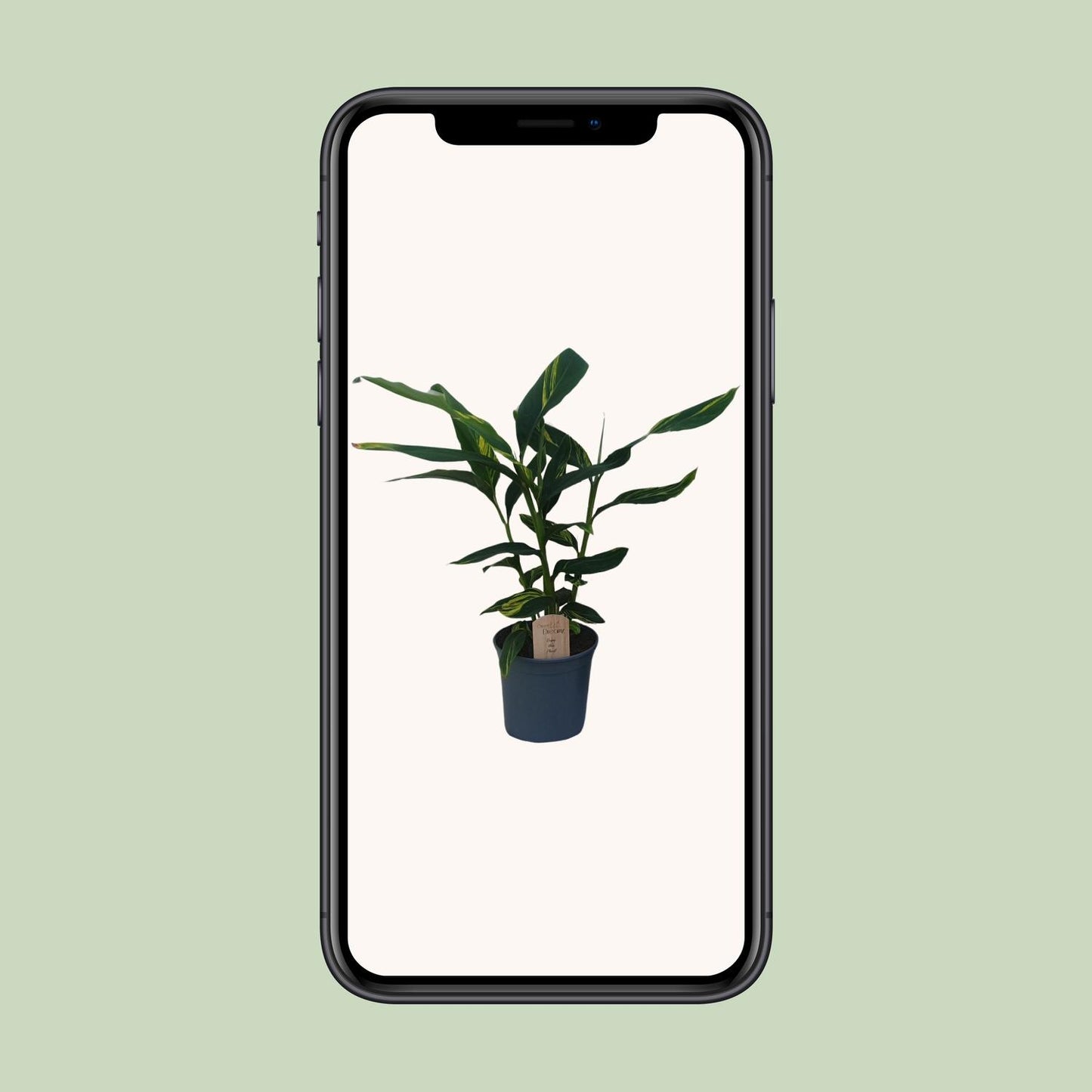 Alpinia Zerumbet
