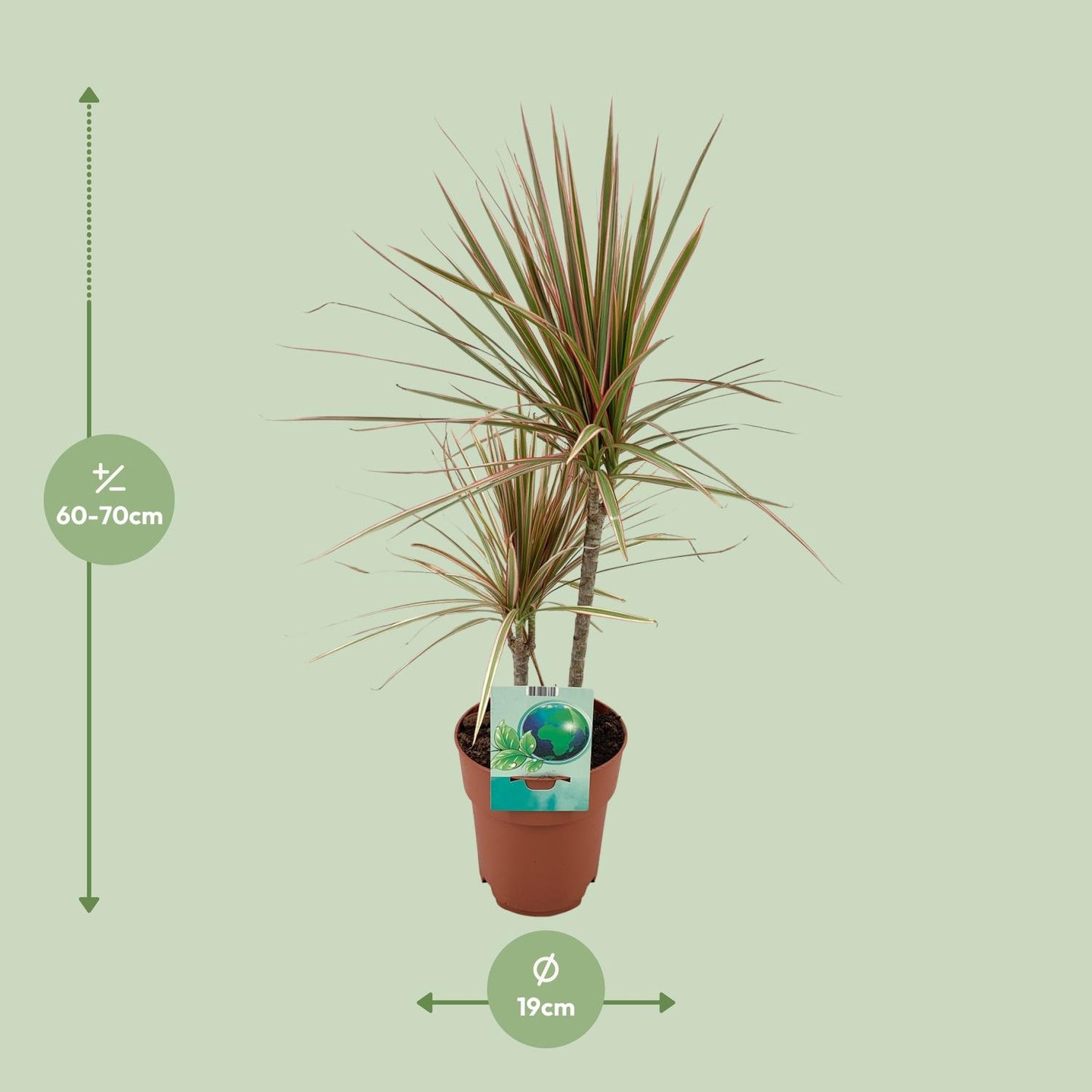 Dracaena Marginata Bicolor - Ø19cm - ↕70cm