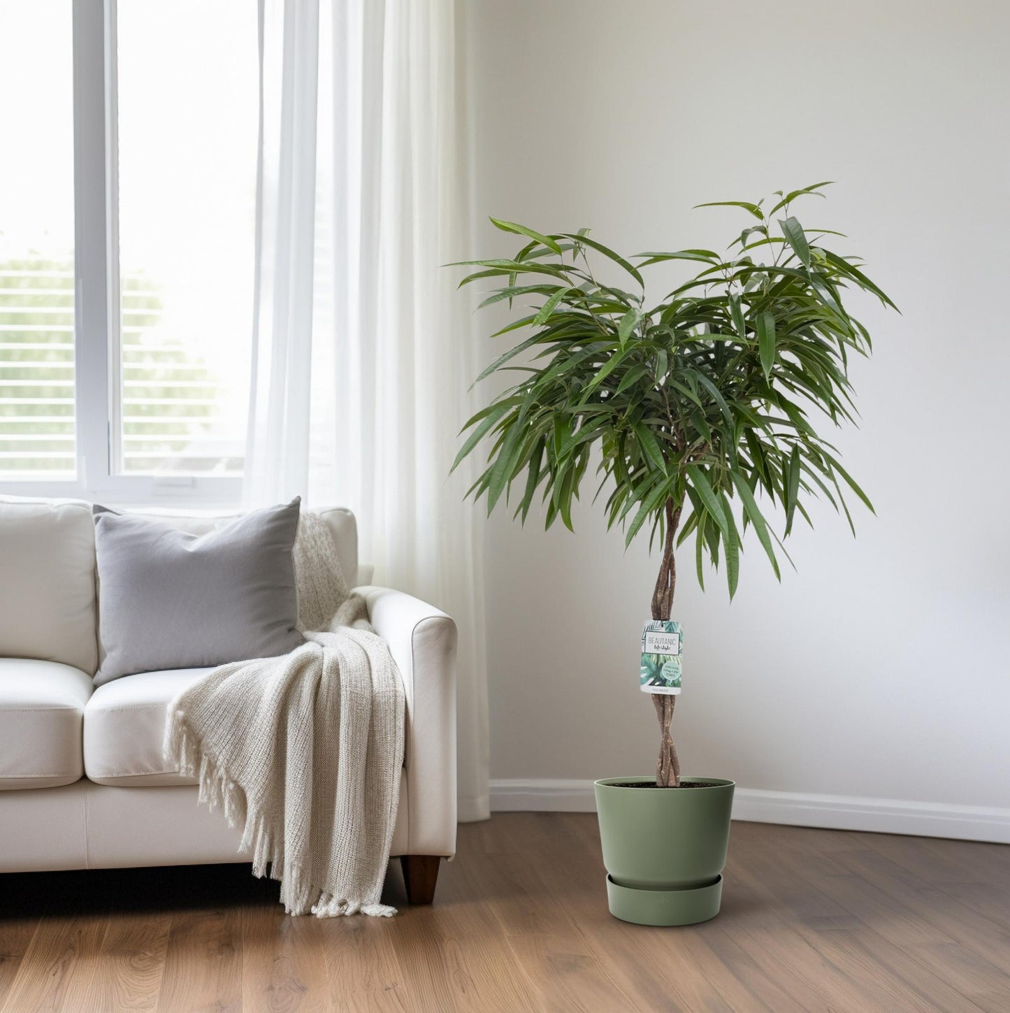 Ficus Mahori - Ø27cm - ↕120cm