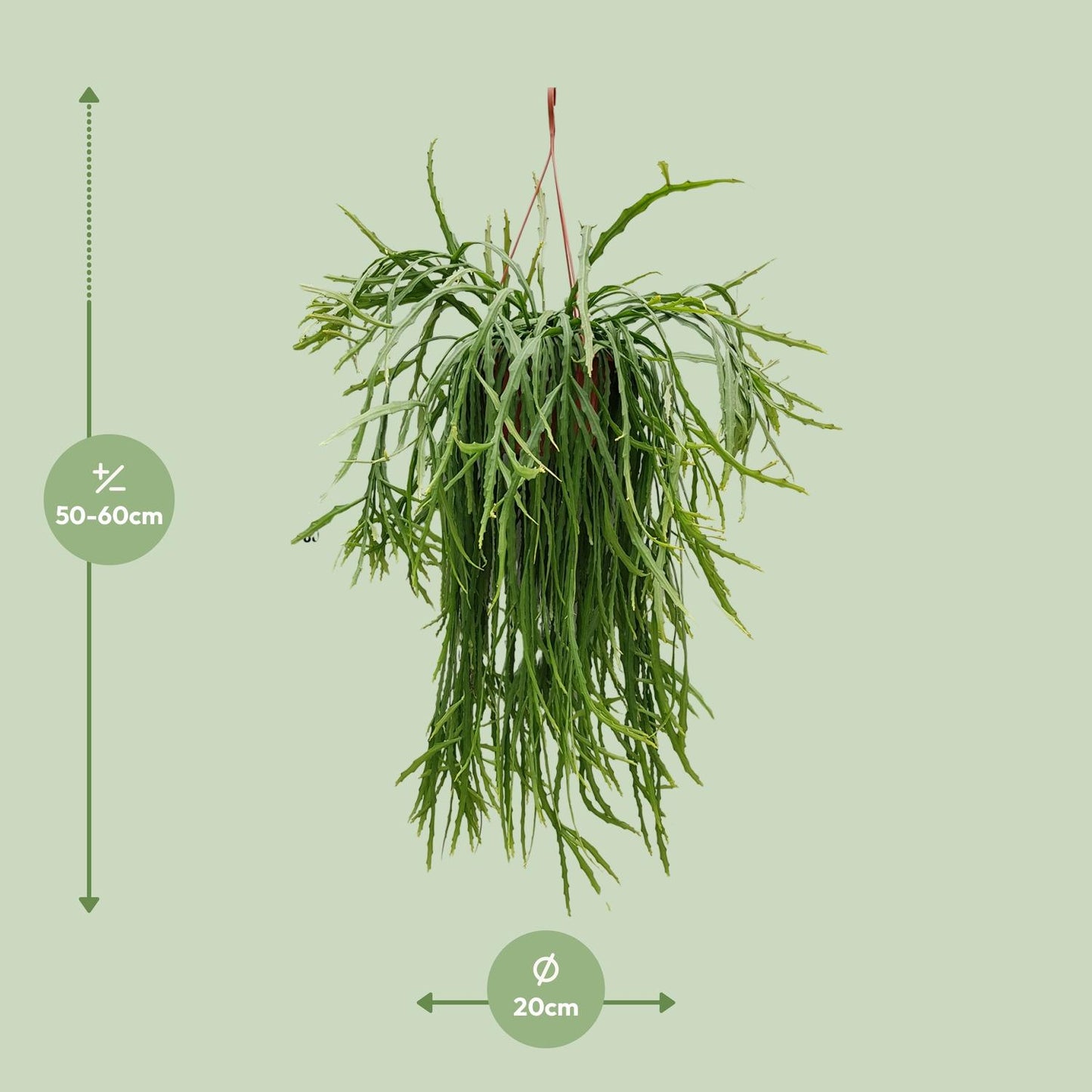 Lepismium Asuntapatense - Ø20cm - ↕60cm