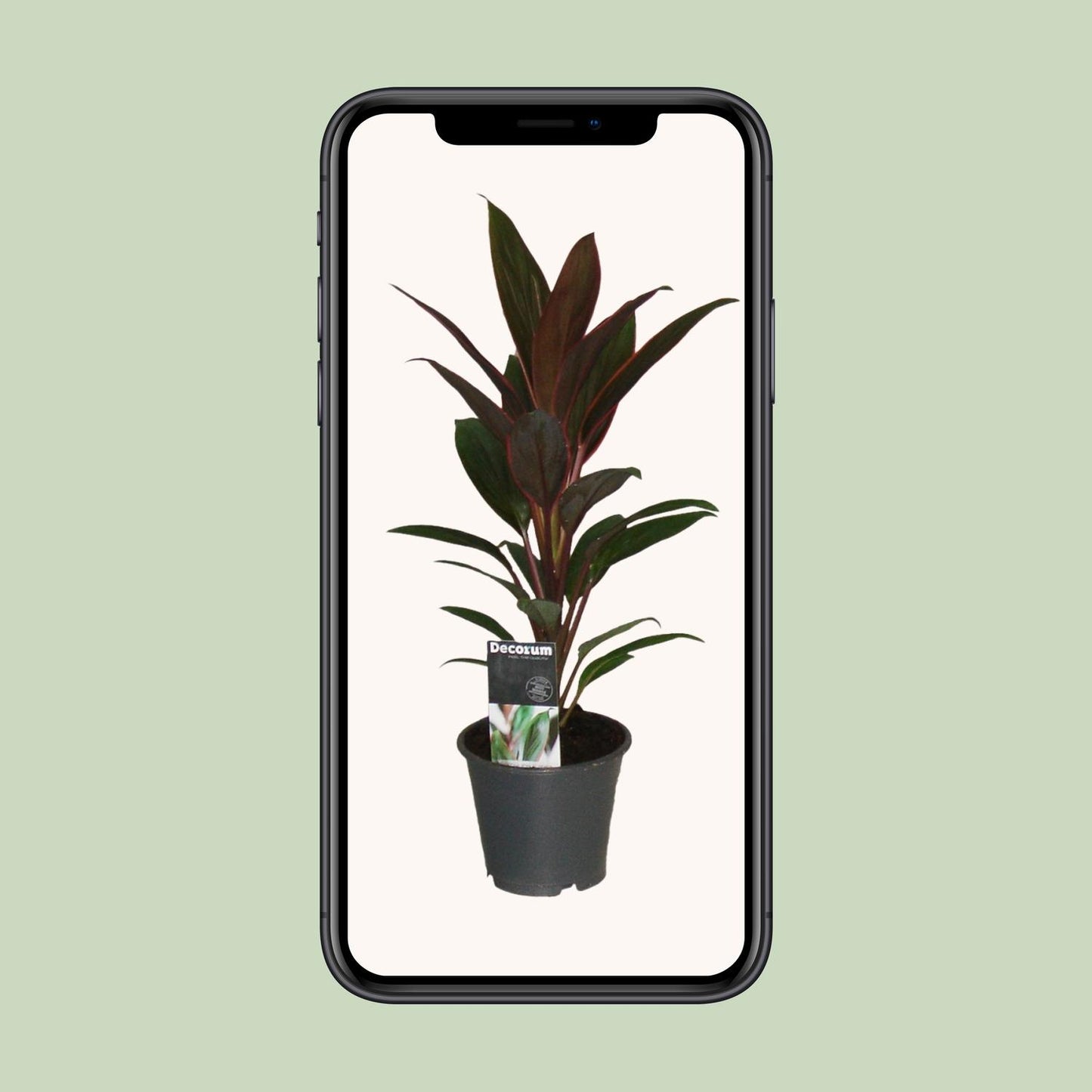 Cordyline Rumba - Ø12cm - ↕40cm