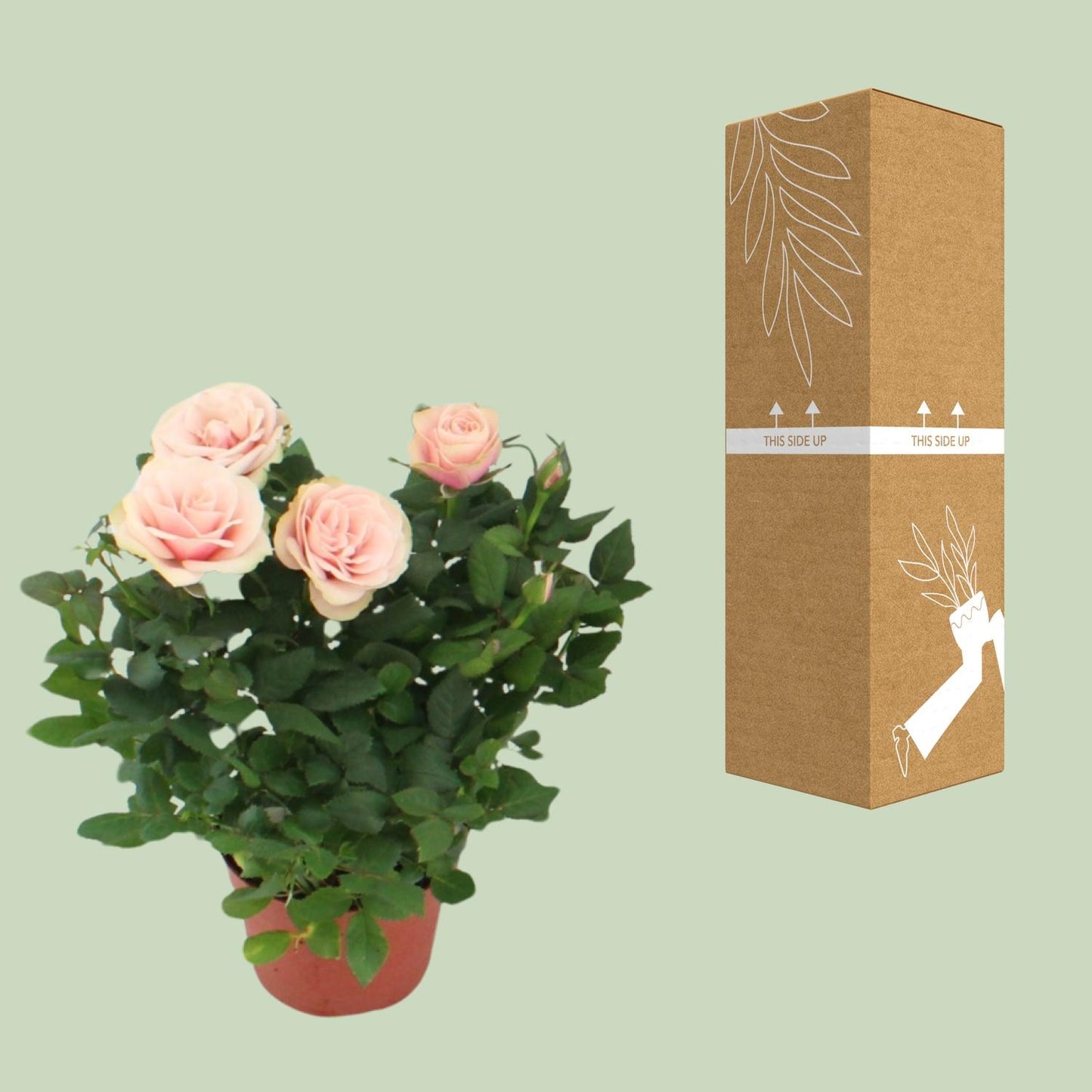Rosa Light Pink - Ø12cm - ↕29cm