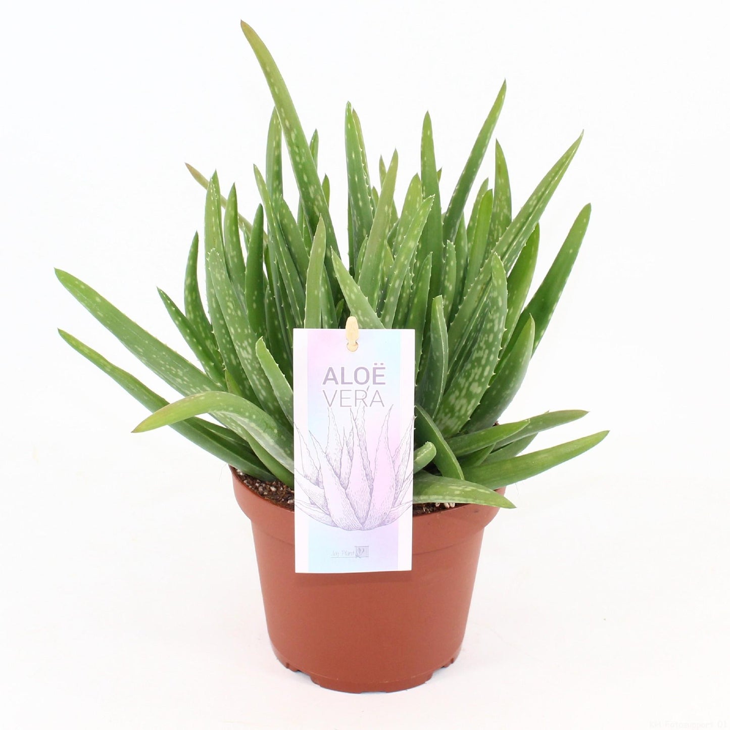 Aloe Vera - Ø14cm - ↕25cm