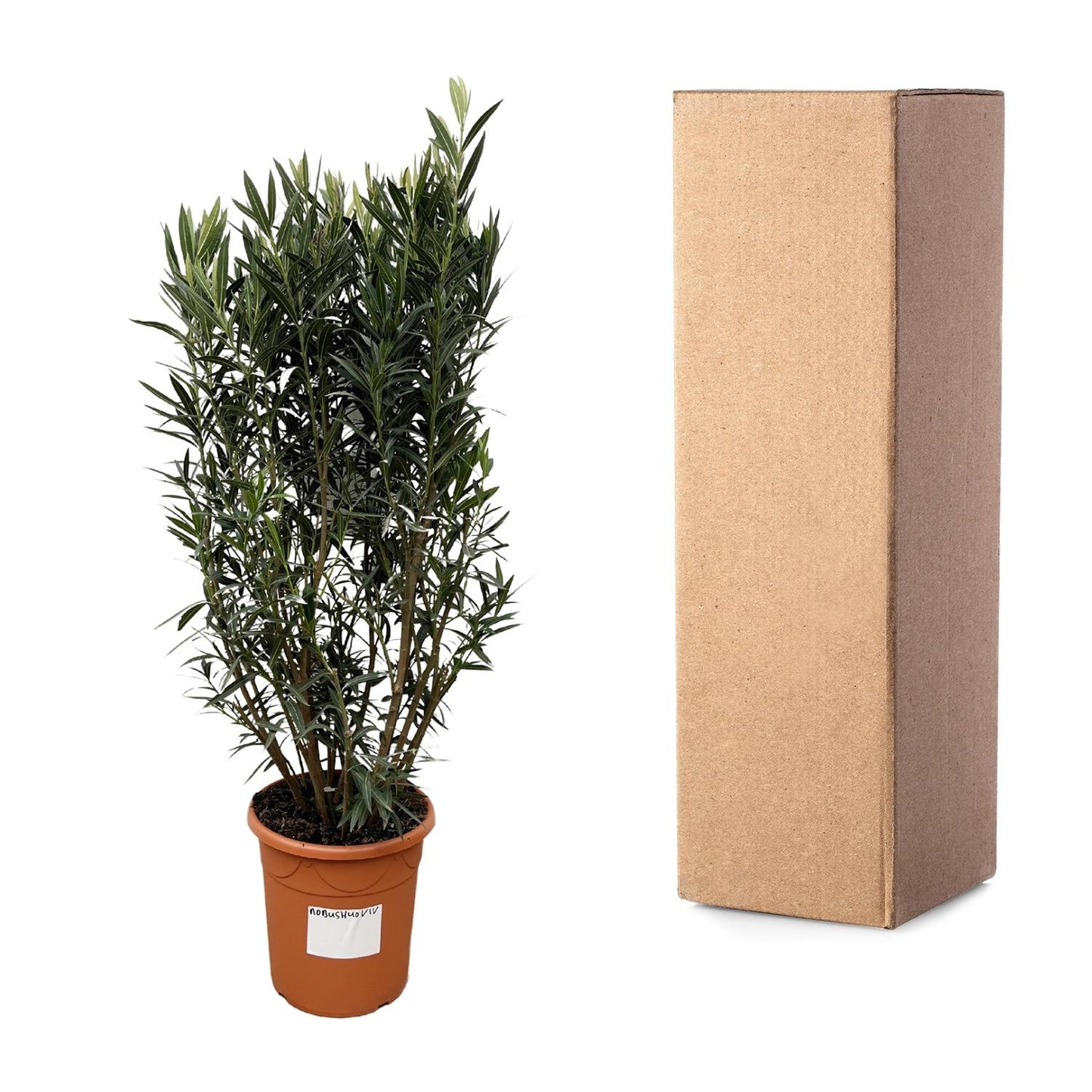 Oleander (Nerium Oleander) – 180 cm Kübelpflanze Ø40 cm