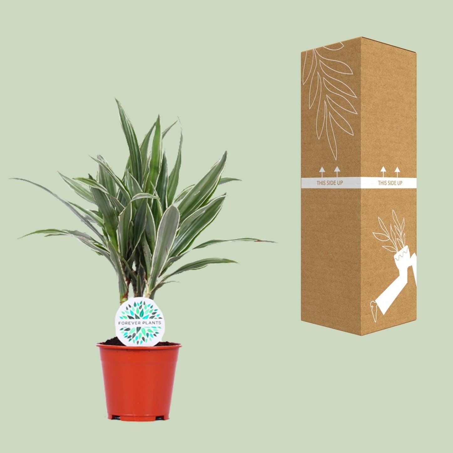 Dracaena Warneckei - Ø14cm - ↕55cm