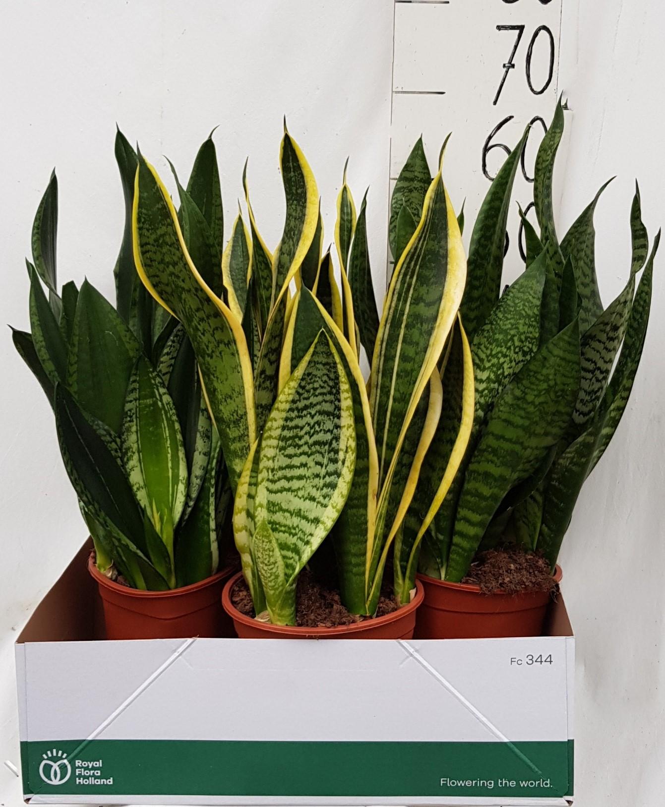 Sanseveria Overige Div 21cm. - Ø21cm - ↕60cm