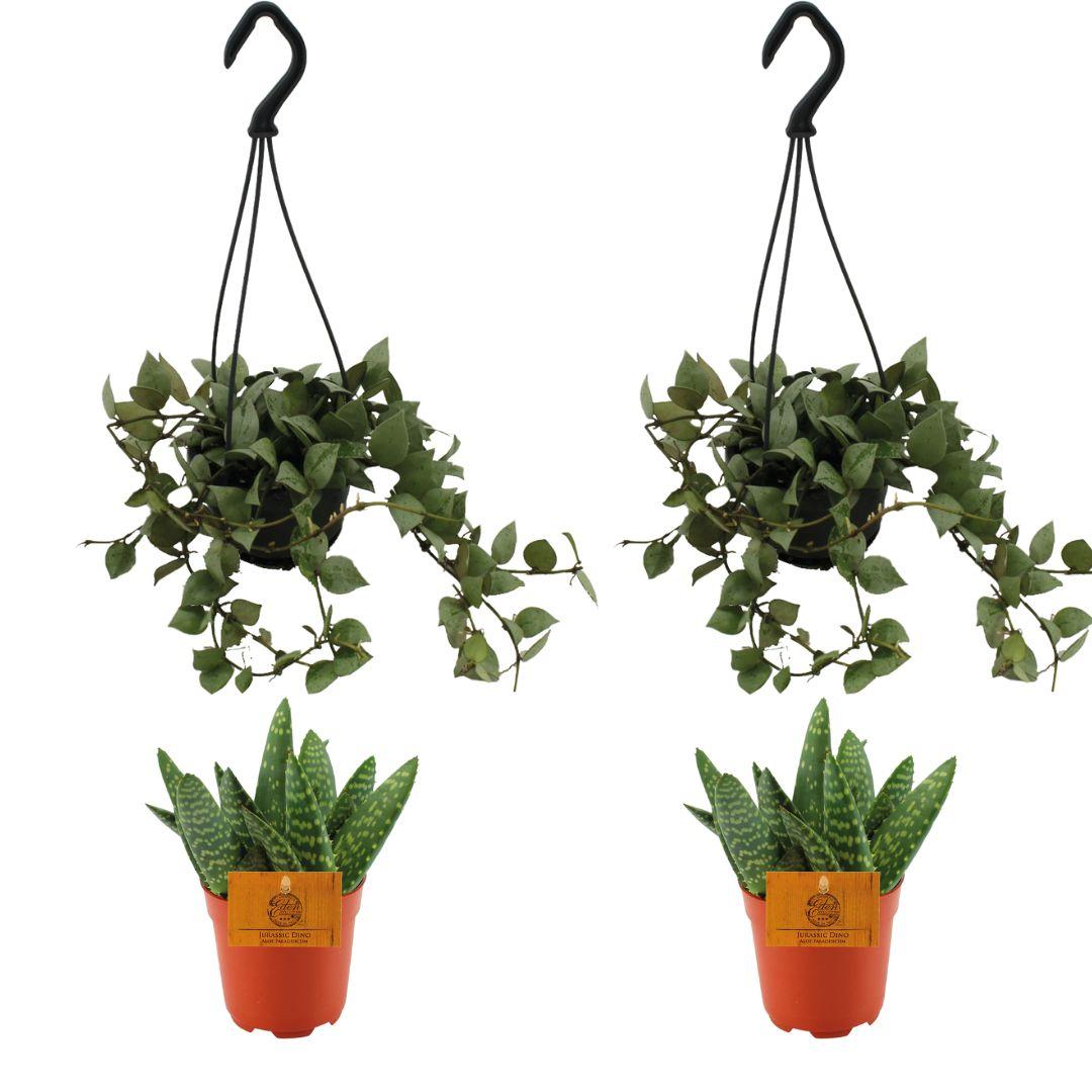 2x Aloe Paradisicum + 2x Hoya Krohniana Eskimo Super Silver - 4 stuks - Ø10.5cm - ↕10cm