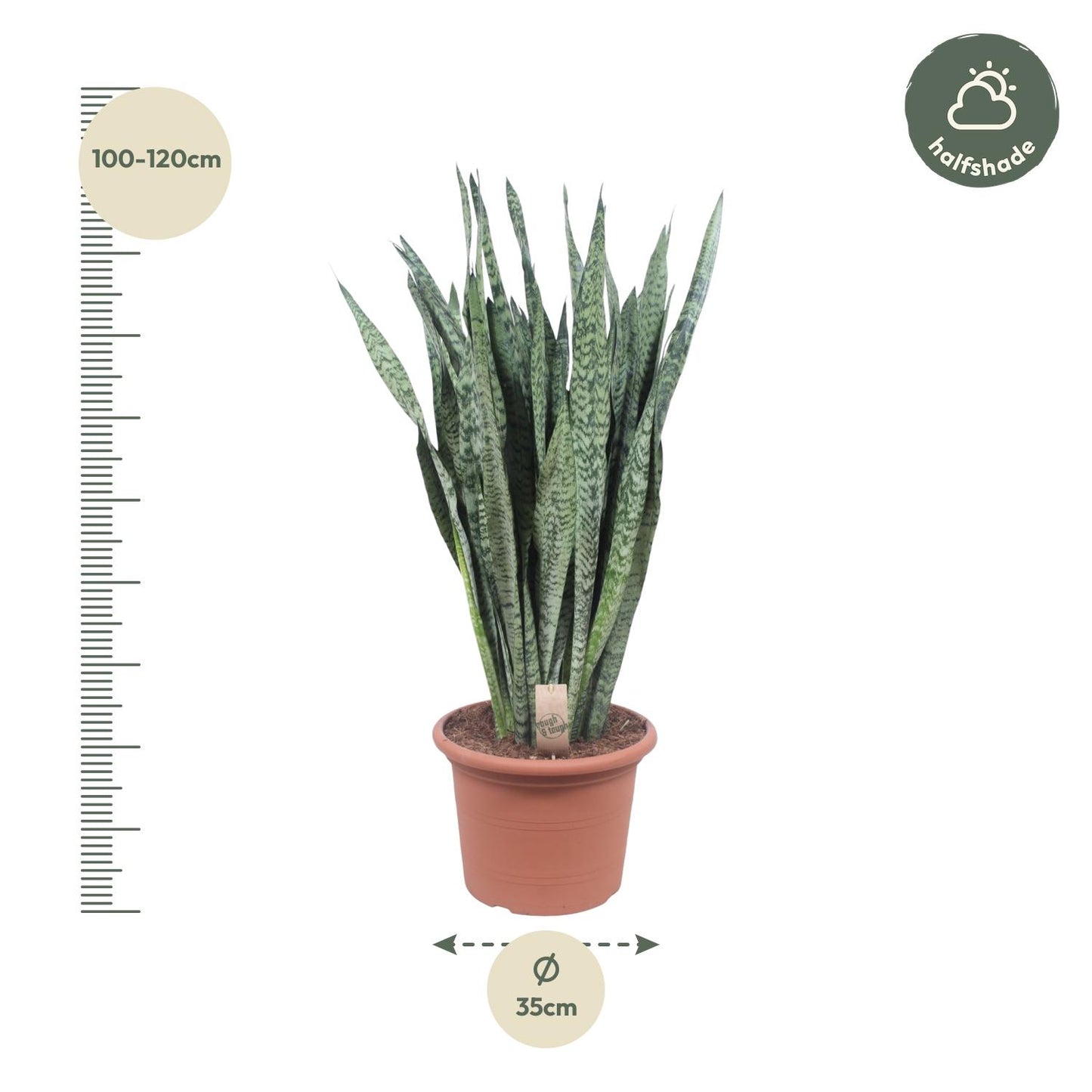 Bogenhanf Zeylanica – 110 cm pflegeleichte Zimmerpflanze
