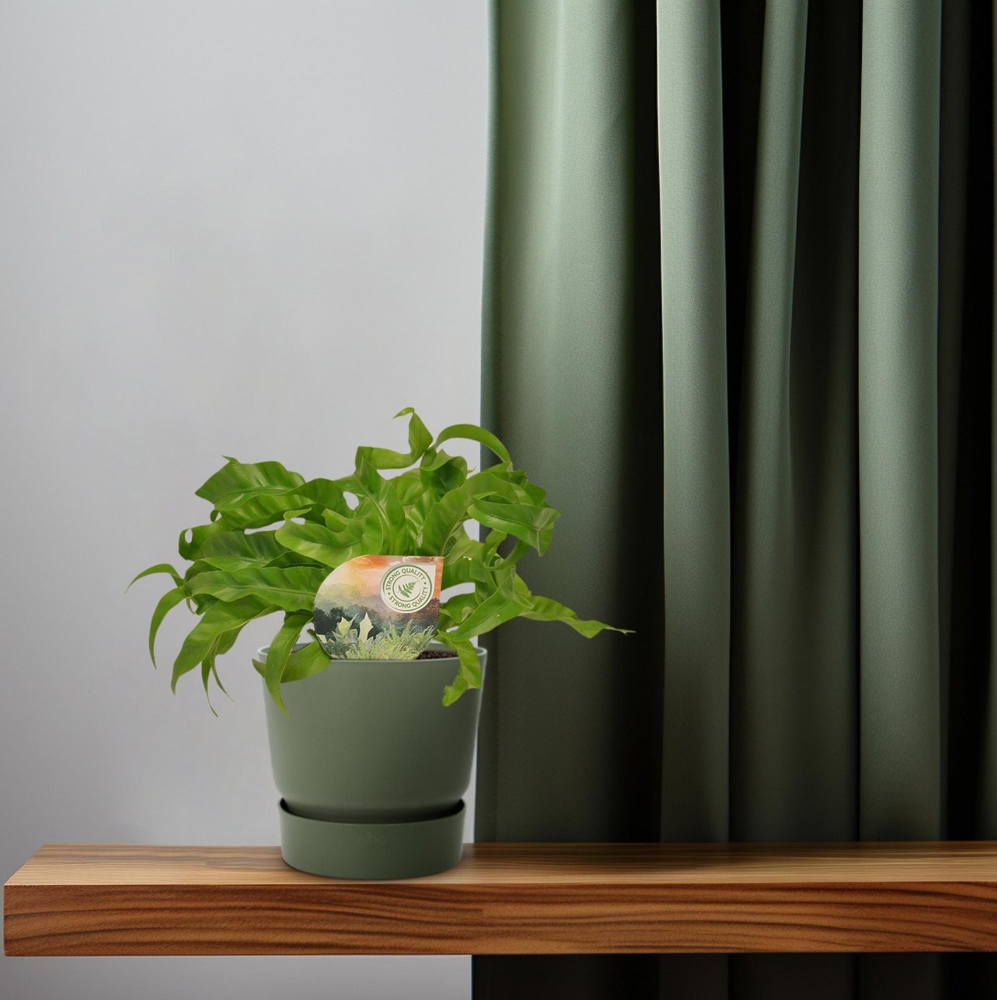 Asplenium Hurricane - Ø12cm - ↕30cm