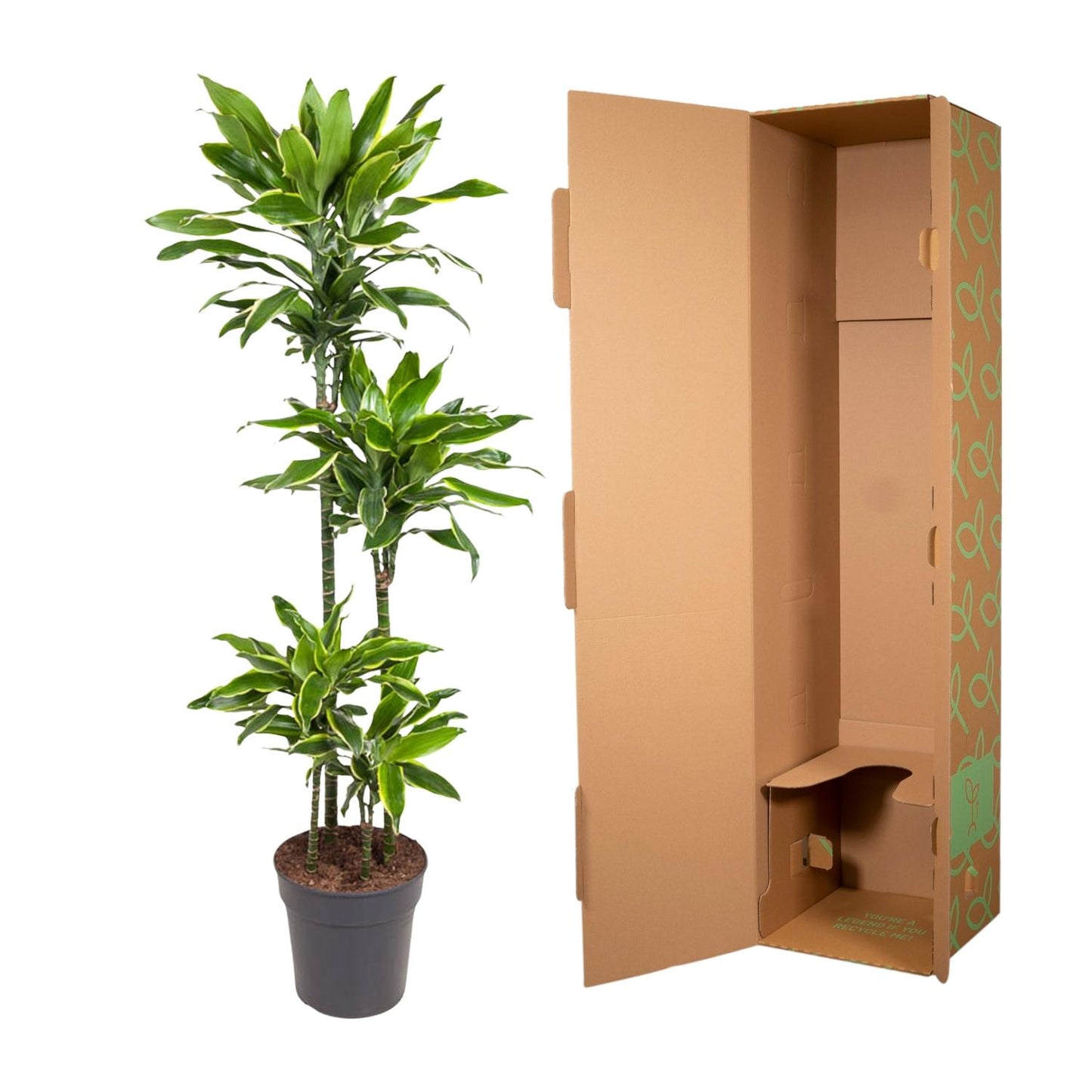 Drachenbaum Golden Coast – 140 cm – Pflegeleichte Zimmerpflanze
