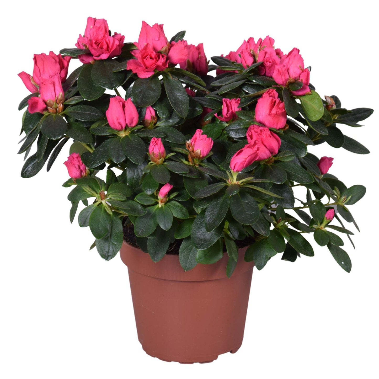 Azalea Nordlicht Vogel - Ø14cm - ↕35cm