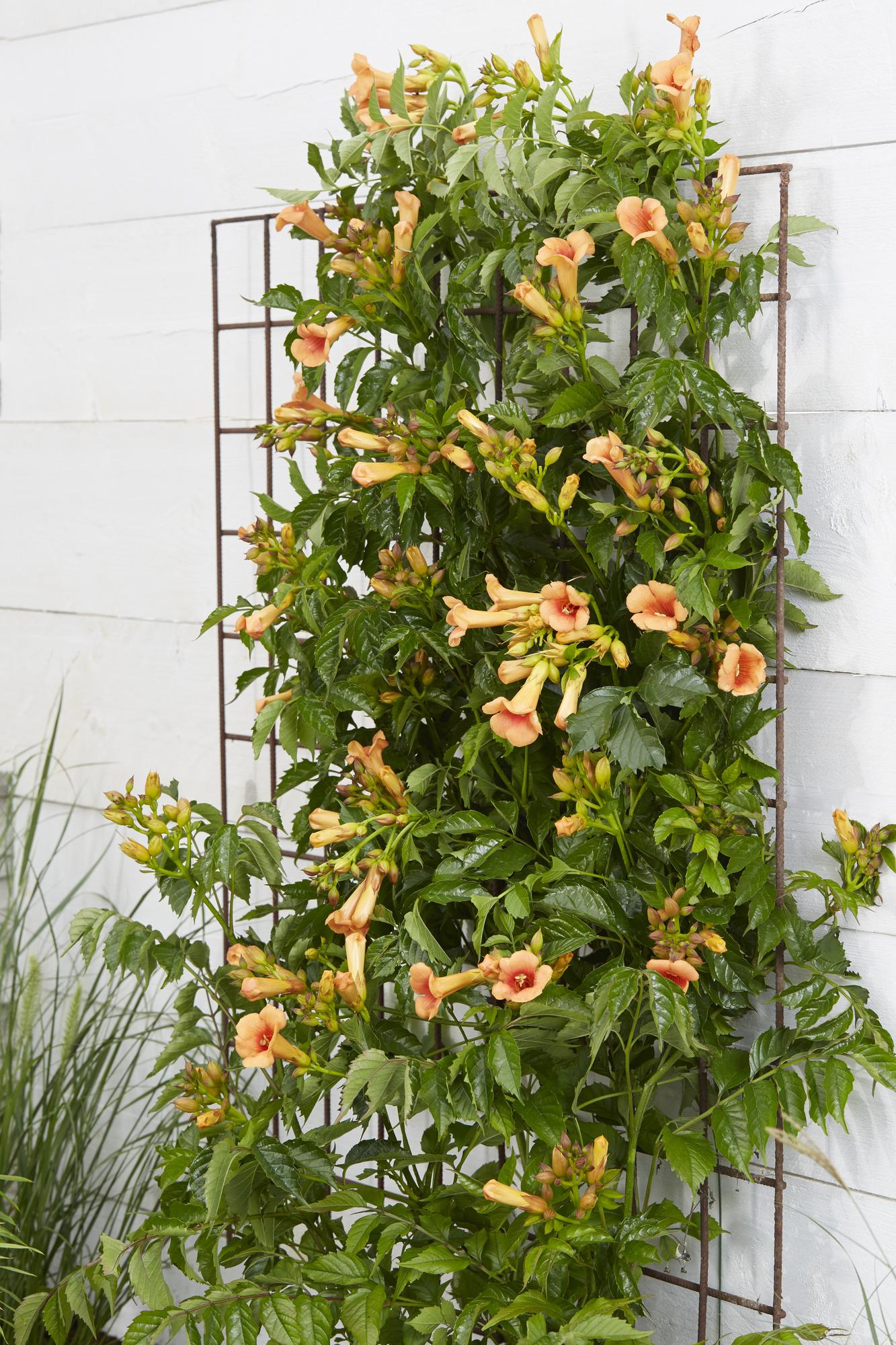 Campsis Indian Summer - Trompetenblume Orange - Ø15cm - ↕65cm - Ø15 - ↨65cm
