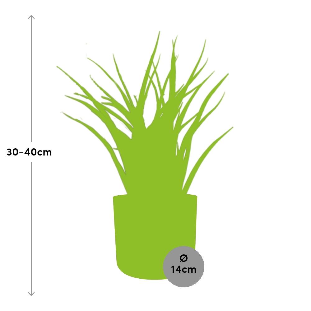 Sansevieria Fernwood Punk in ELHO b.for soft rond 14cm brique