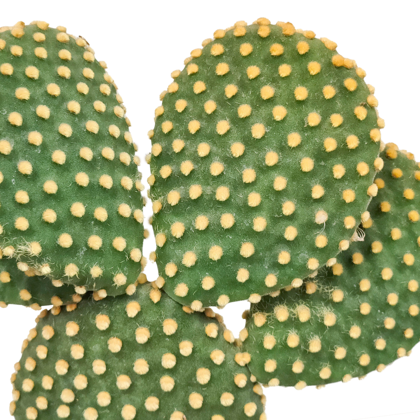Haseohr-Kaktus 17 cm – pflegeleicht & dekorativ
